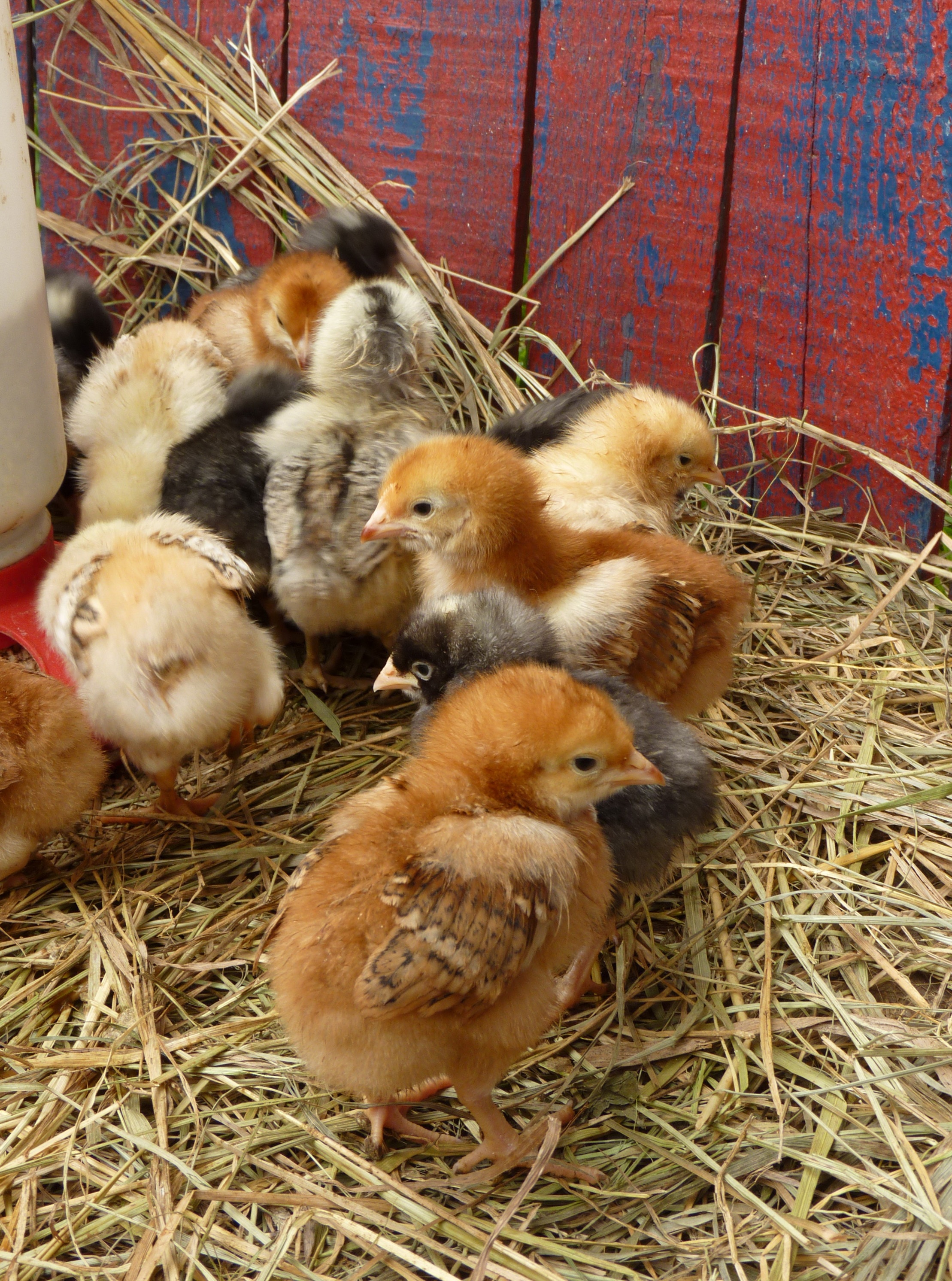 indoors, animal wildlife, young Bird, agriculture, animal family, young Animal, farm, small, chicken - Bird, spring, cute, domestic animals, domestic, 2K, Phone HD Wallpaper