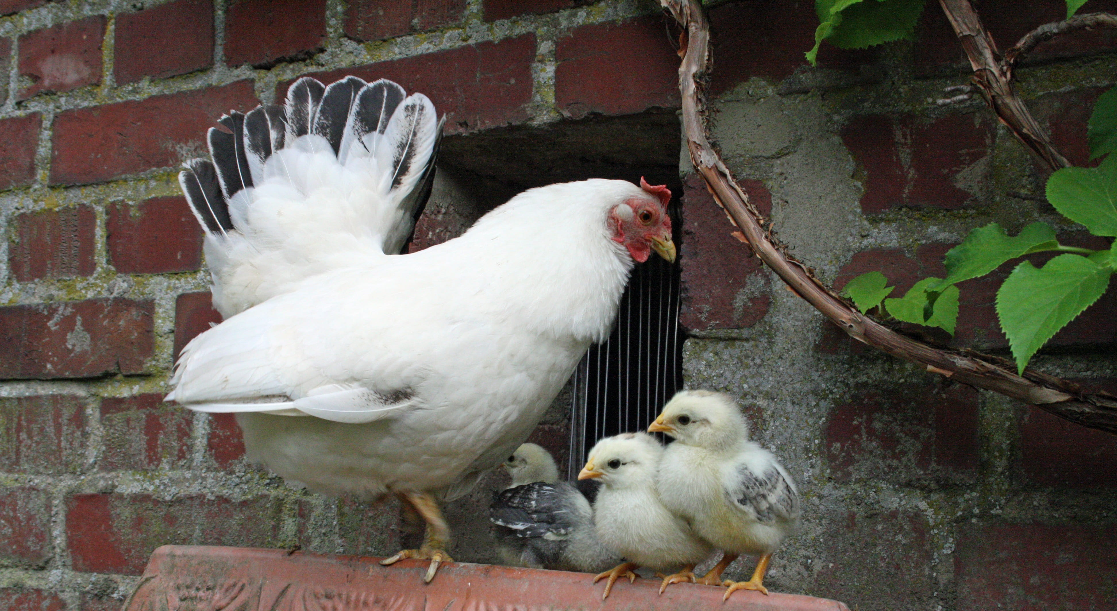 meal worms, cute, animal family, young animal, bird, two animals, chicken coop, fluff, domestic chicken, group of animals, togetherness, 4K, pride, vertebrate, HD Wallpaper