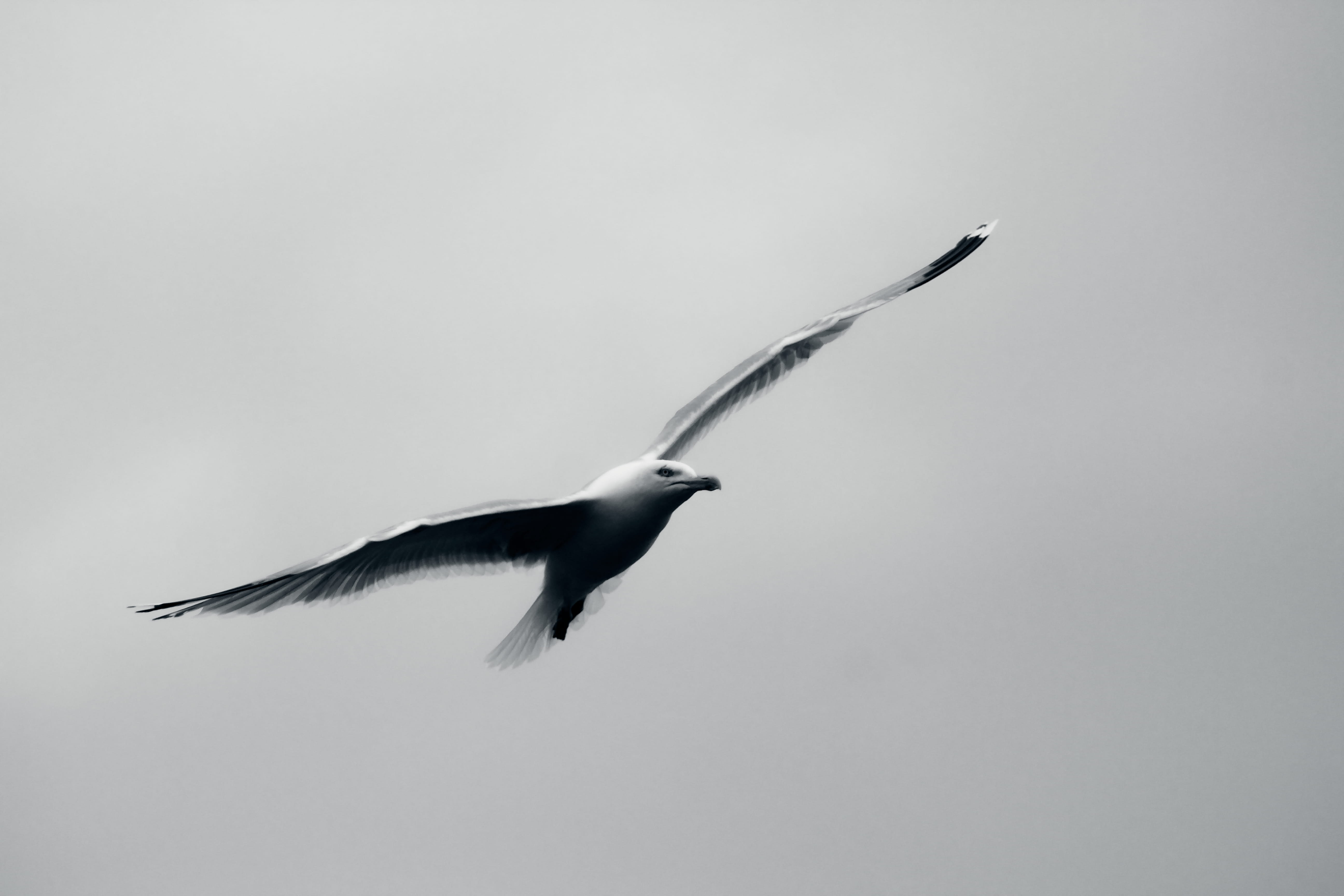 hummingbird, grayscale, full length, animals in the wild, 5K, flying, blue jay, bird, mid-air, nature, flight, one animal, no people, animal, puffin, grey, HD Wallpaper