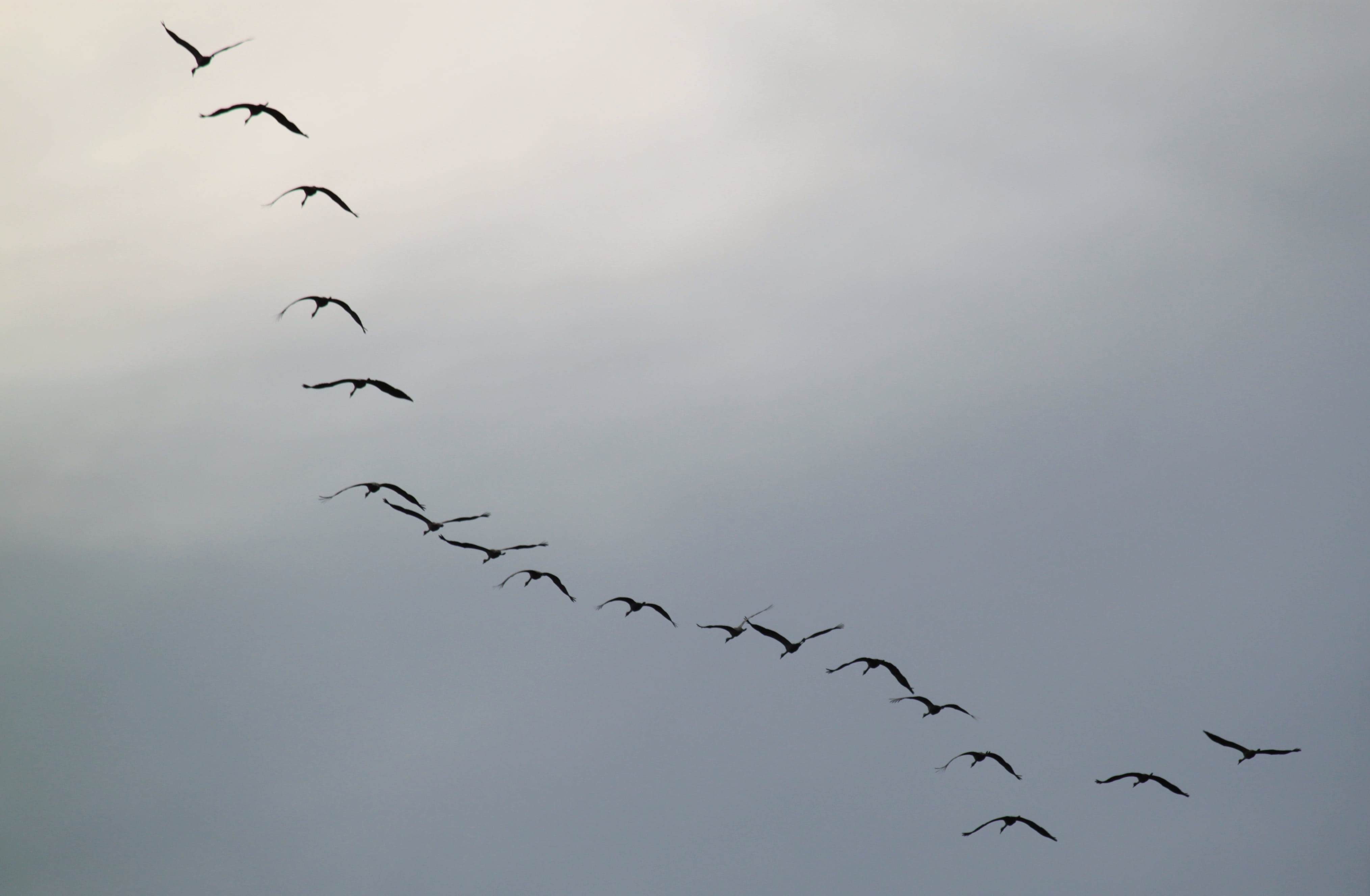 nature experience, no people, fly, flock, animals in the wild, mid-air, freedom, low angle view, large group of animals, animal themes, animal, flying formation, HD Wallpaper