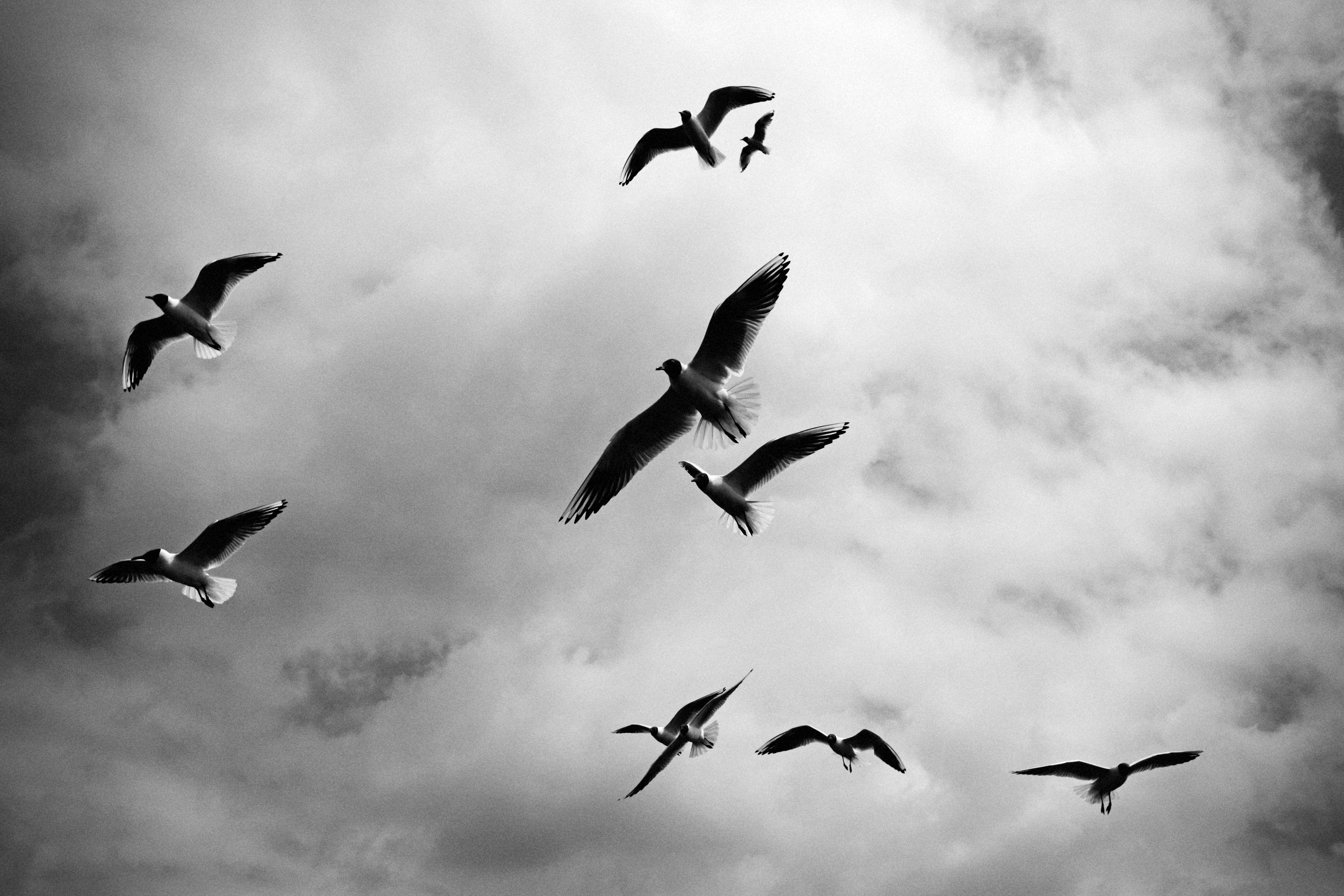 animal, nature, sky, animal themes, bw, day, photo, mid-air, animal wildlife, no people, wing, fly, large group of animals, gull, vertebrate, marine, cloud - sky, HD Wallpaper