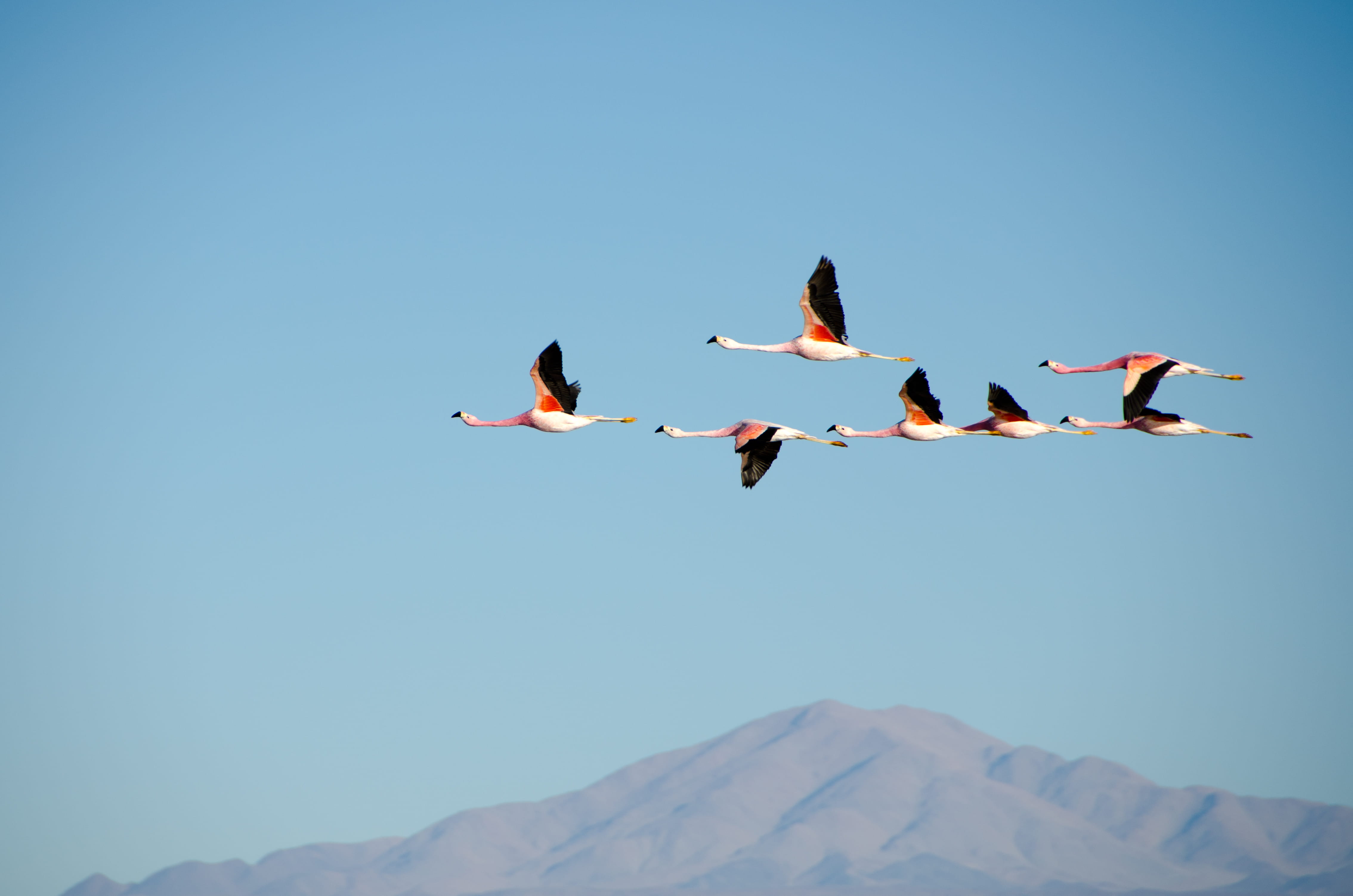 group Of Animals, flying, flock Of Birds, low angle view, photography, skill, flamingo, animals And Pets, untitled, sky, wildlife, spread wings, aerial, HD Wallpaper