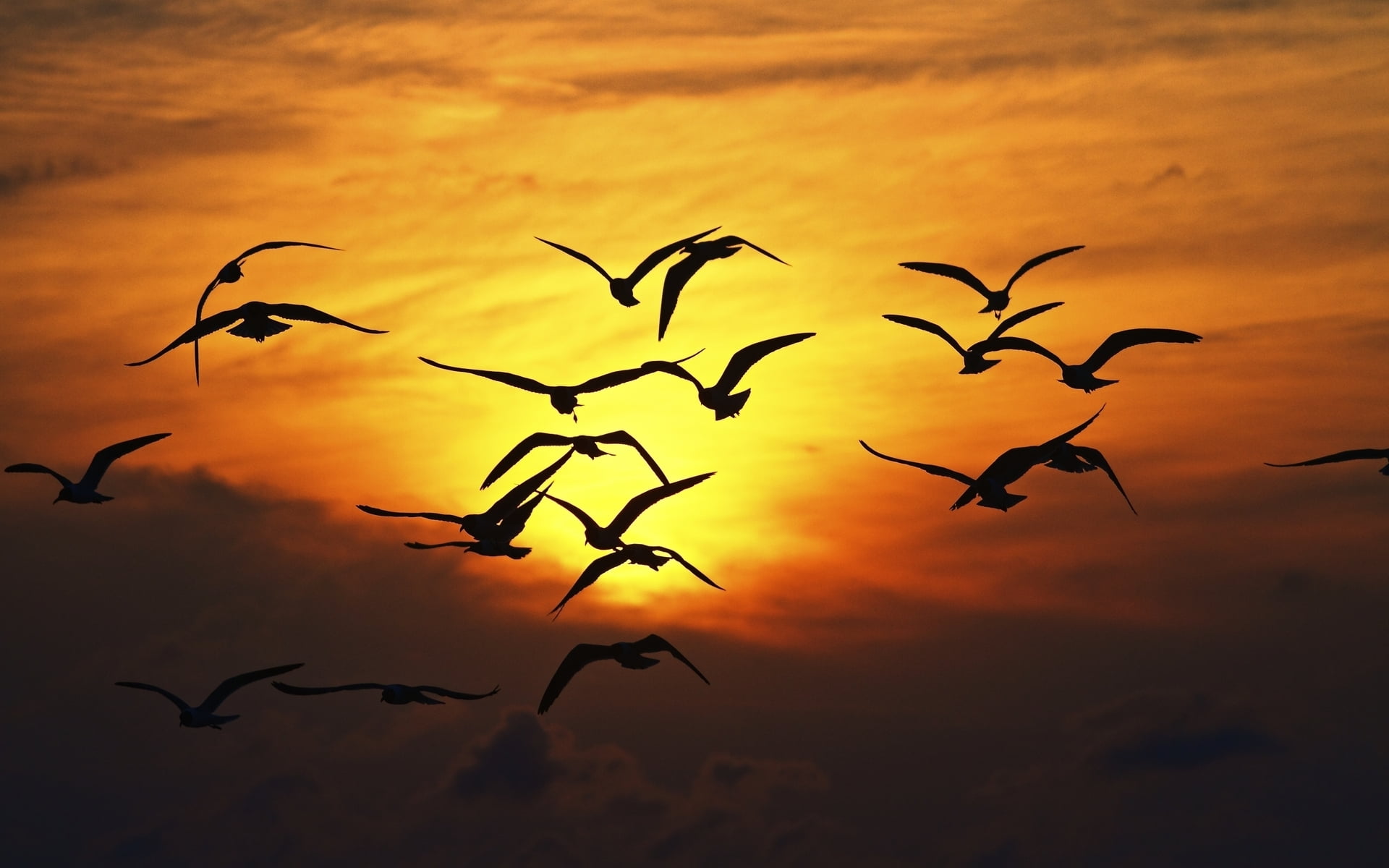  landscape, plant, wings, blue, migrating, animal wildlife, sunset, large Group Of Animals, backgrounds, Seagull, full screen, outdoors, animal, HD Wallpaper