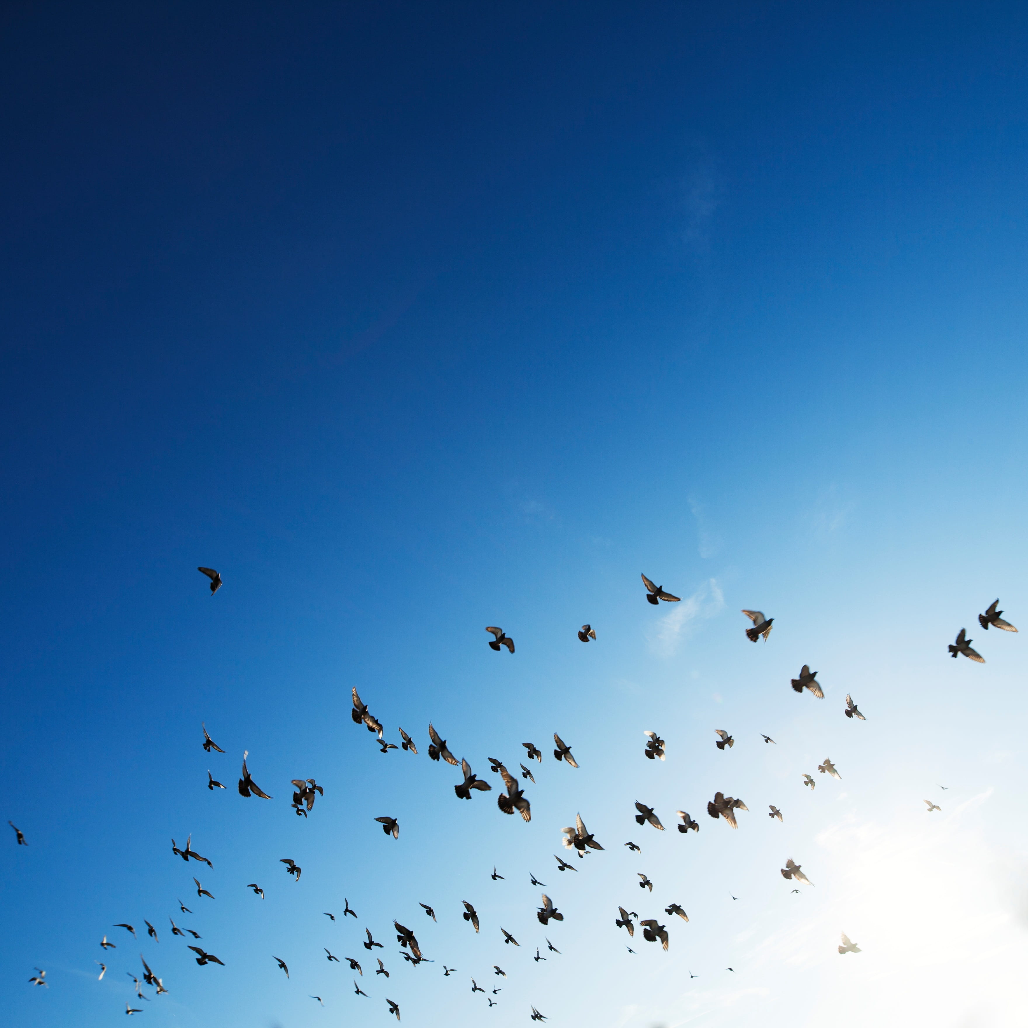 copy space, wings, air, wildlife, dom, several, mid-air, animals in the wild, vertebrate, group, nature, group of animals, no people, bird, 2K, migration, Phone HD Wallpaper