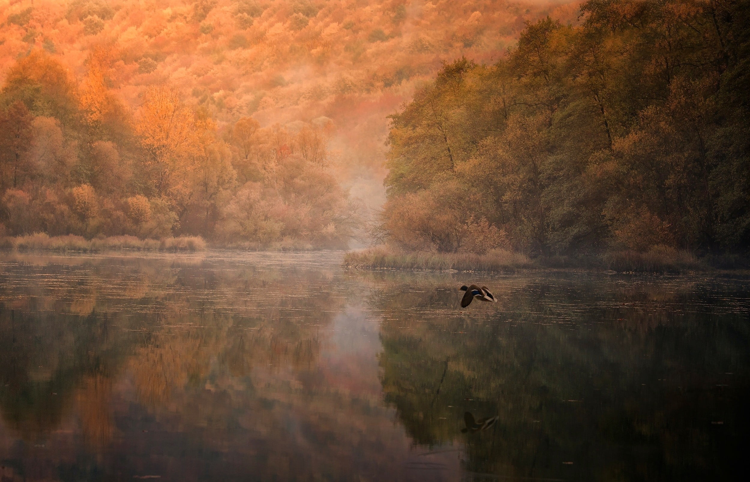 animal wildlife, flying, plant, change, outdoors, mountains, day, park - Man Made Space, tranquility, animal themes, pond, vertebrate, trees, duck, black, HD Wallpaper