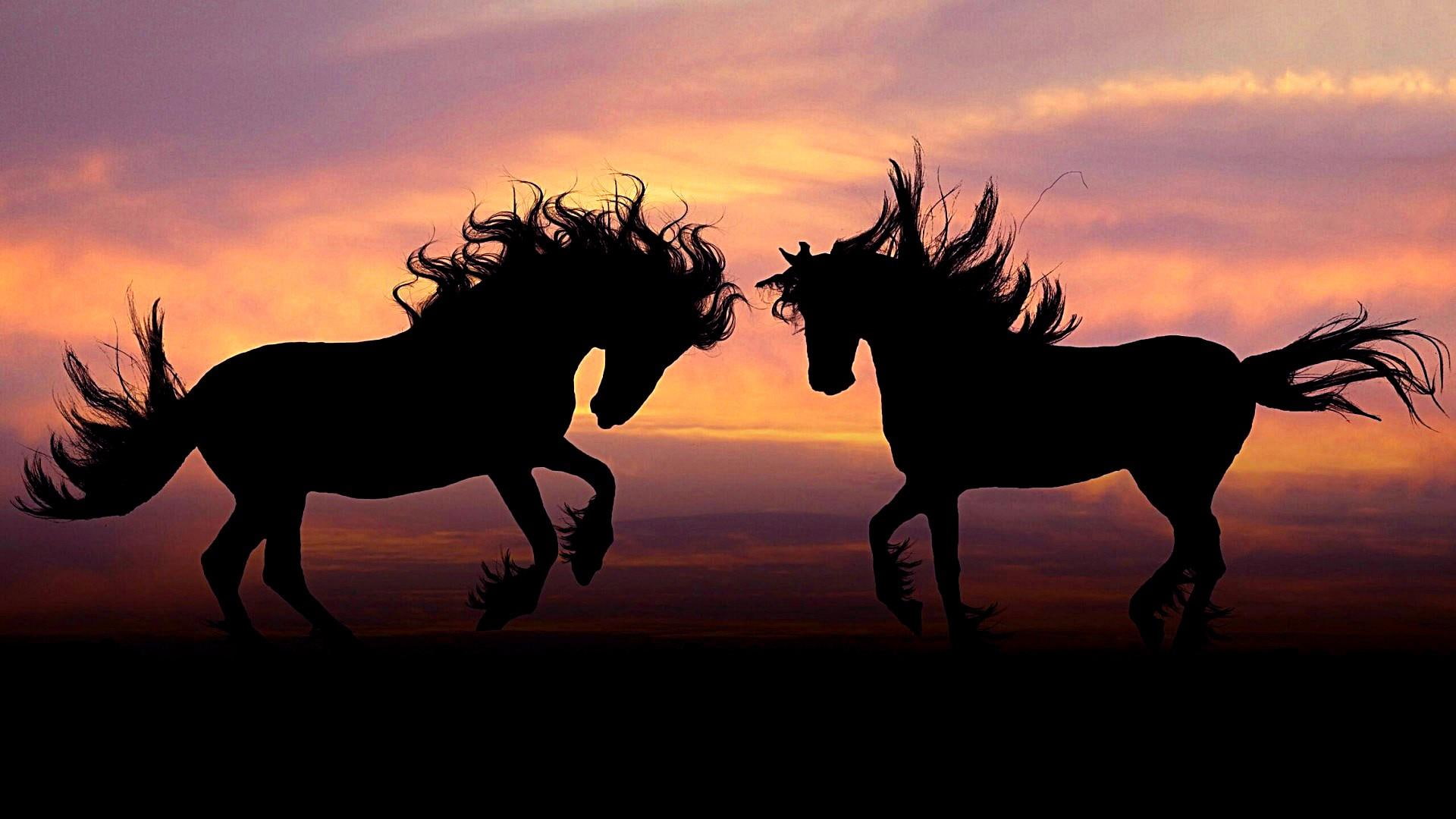 1080P, darkness, sunset, stallion, sky, mustang horse, wildlife, horse, silhouette, mane, HD Wallpaper