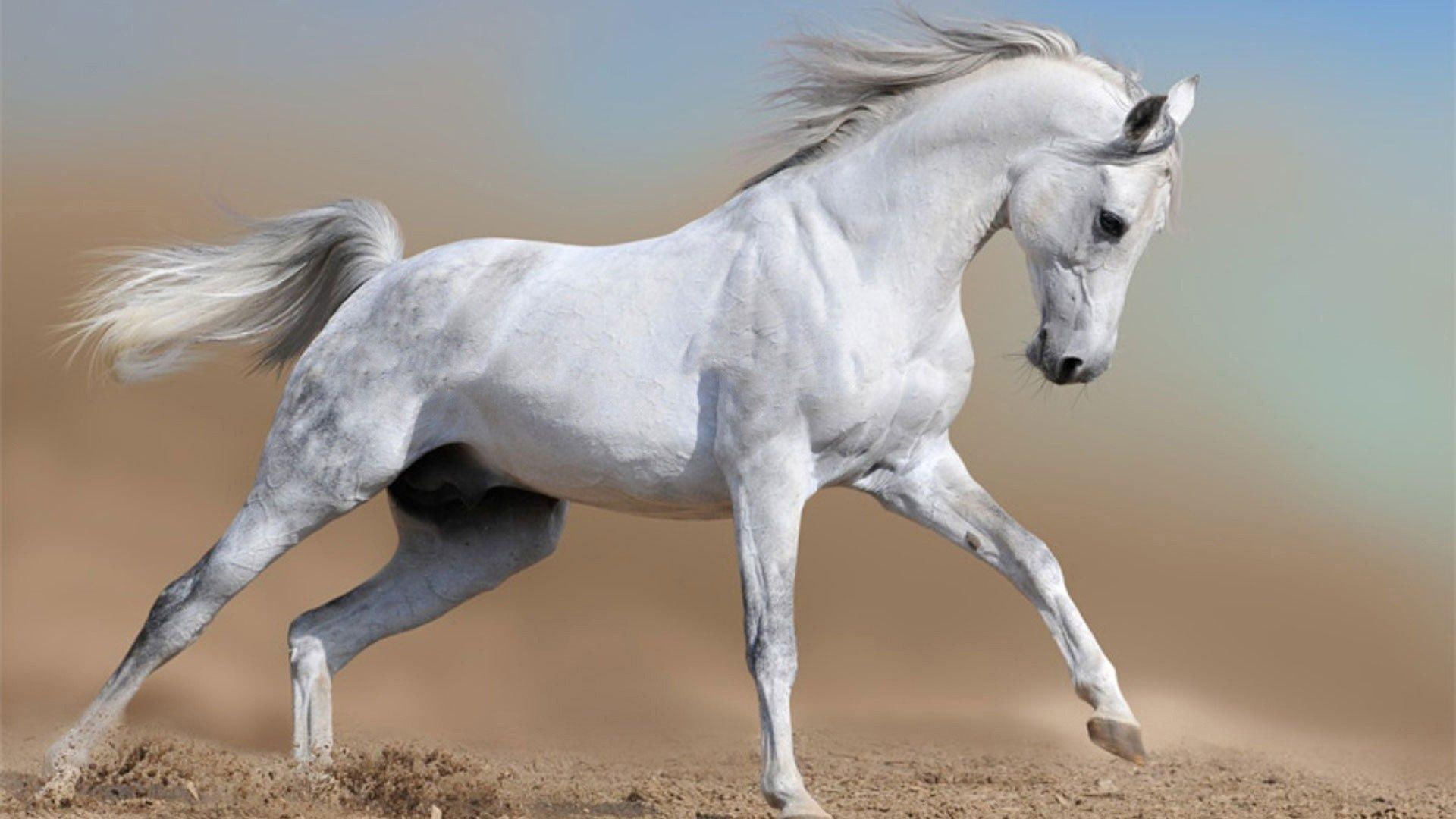 horse, whitebeauty, animals, white, 1080P, stallion, running, HD Wallpaper