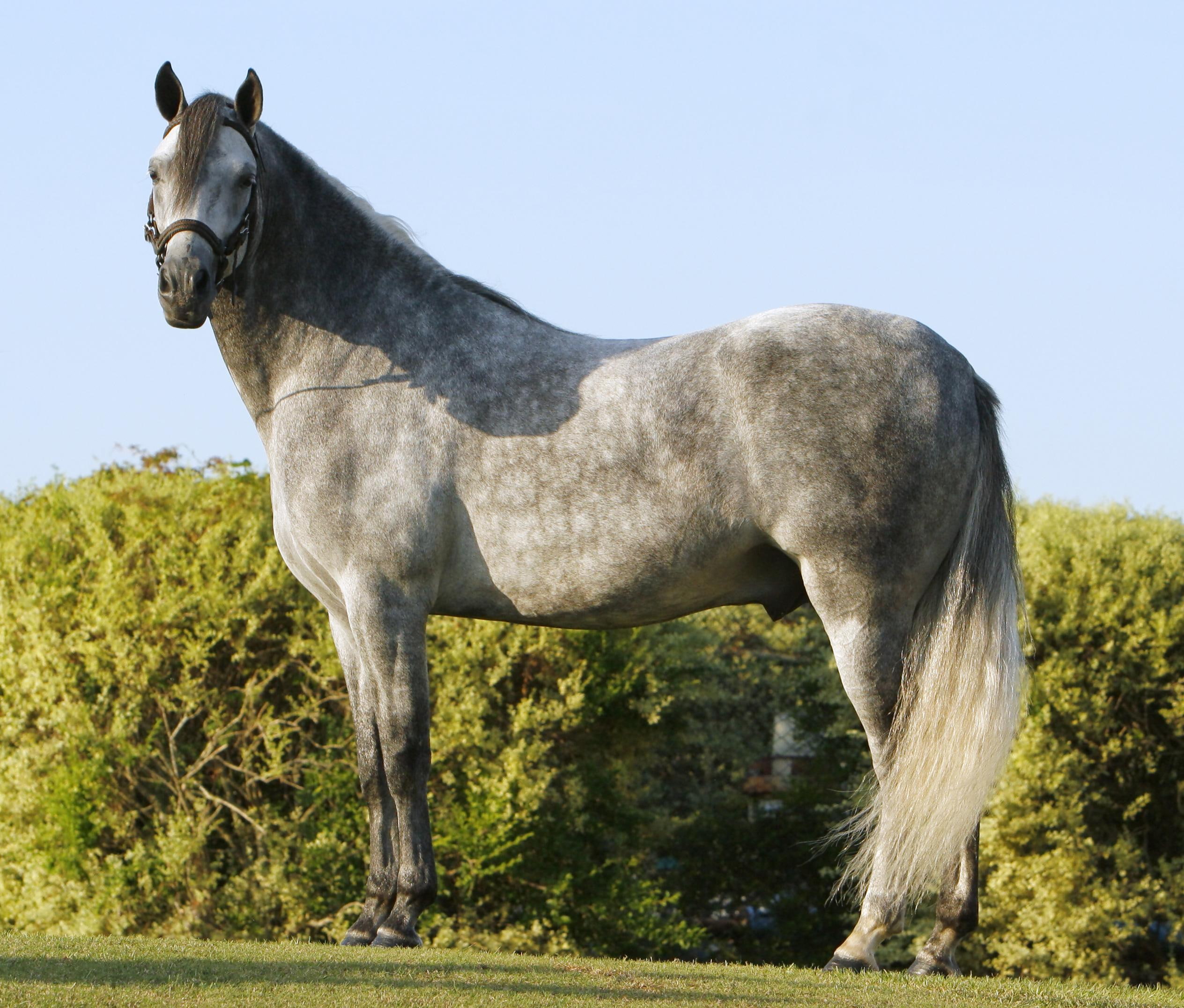 1080P, animal, gray, cavalo, animals, stallion, horse, HD Wallpaper