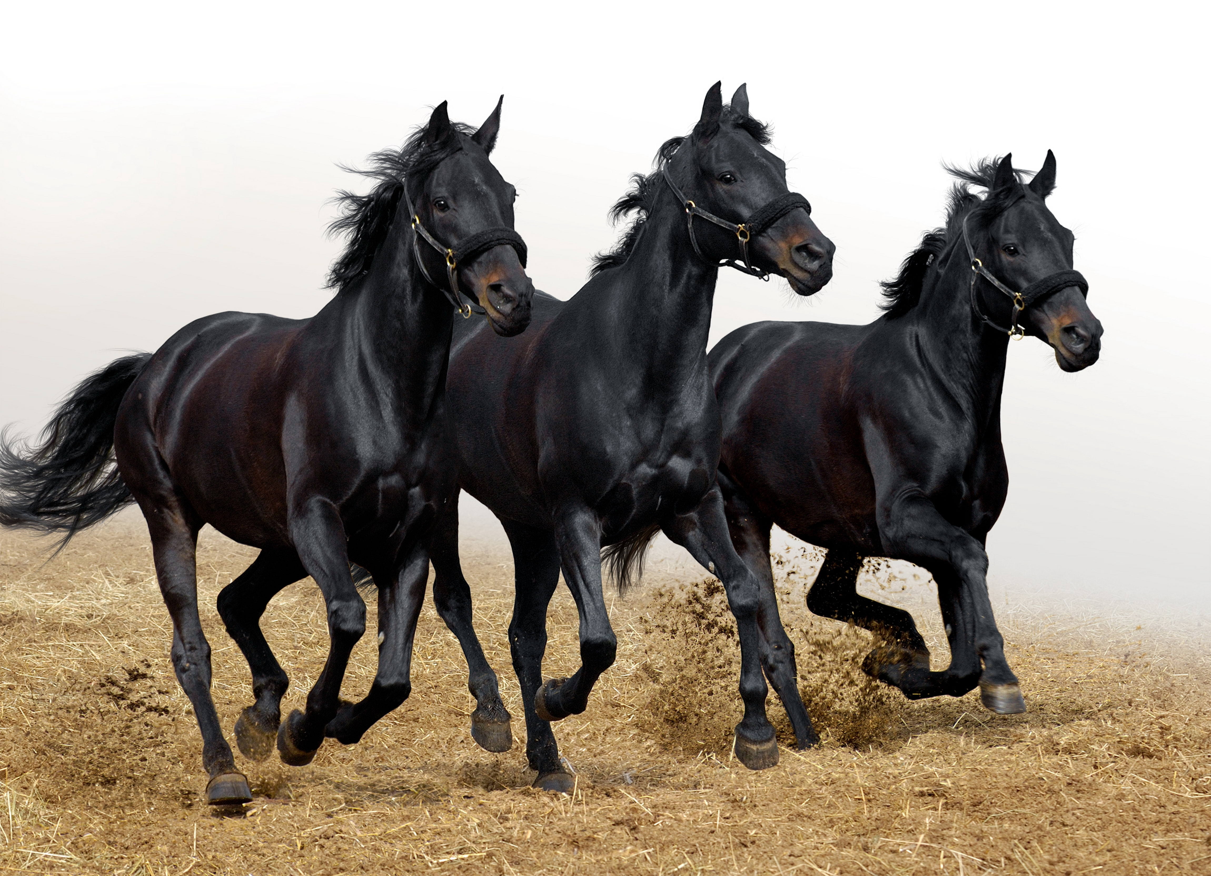 4K, brown, horses, bay Horse, mammal, nature, working animal, black Color, ranch, thoroughbred Horse, two animals, black, domestic, mane, pasture, outdoors, HD Wallpaper