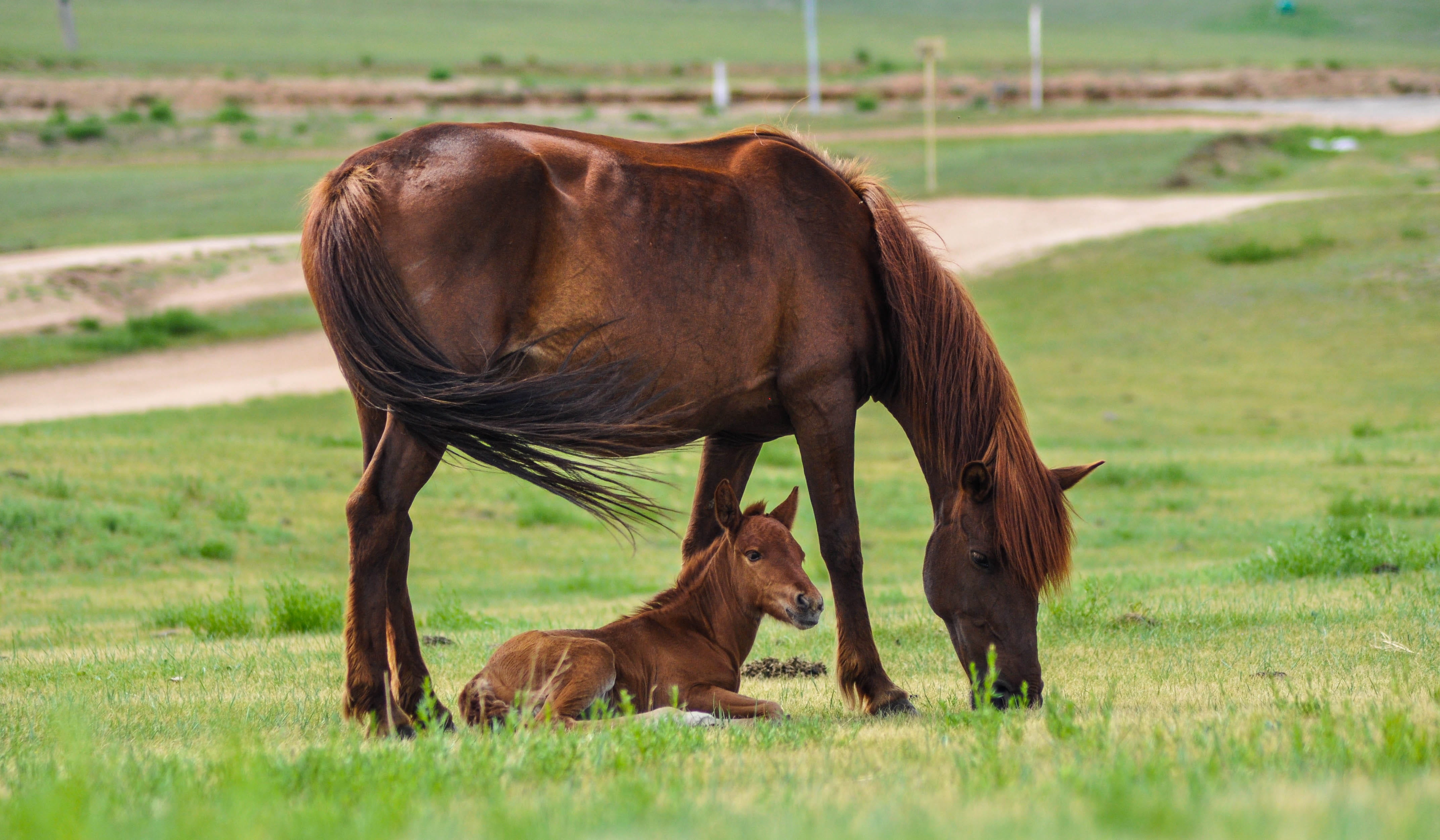 brown, domestic animals, mongolia, day, mother, equestrian, outdoors, young, Mare, land, baby, young animal, plant, pets, domestic, Foal, animal wildlife, HD Wallpaper