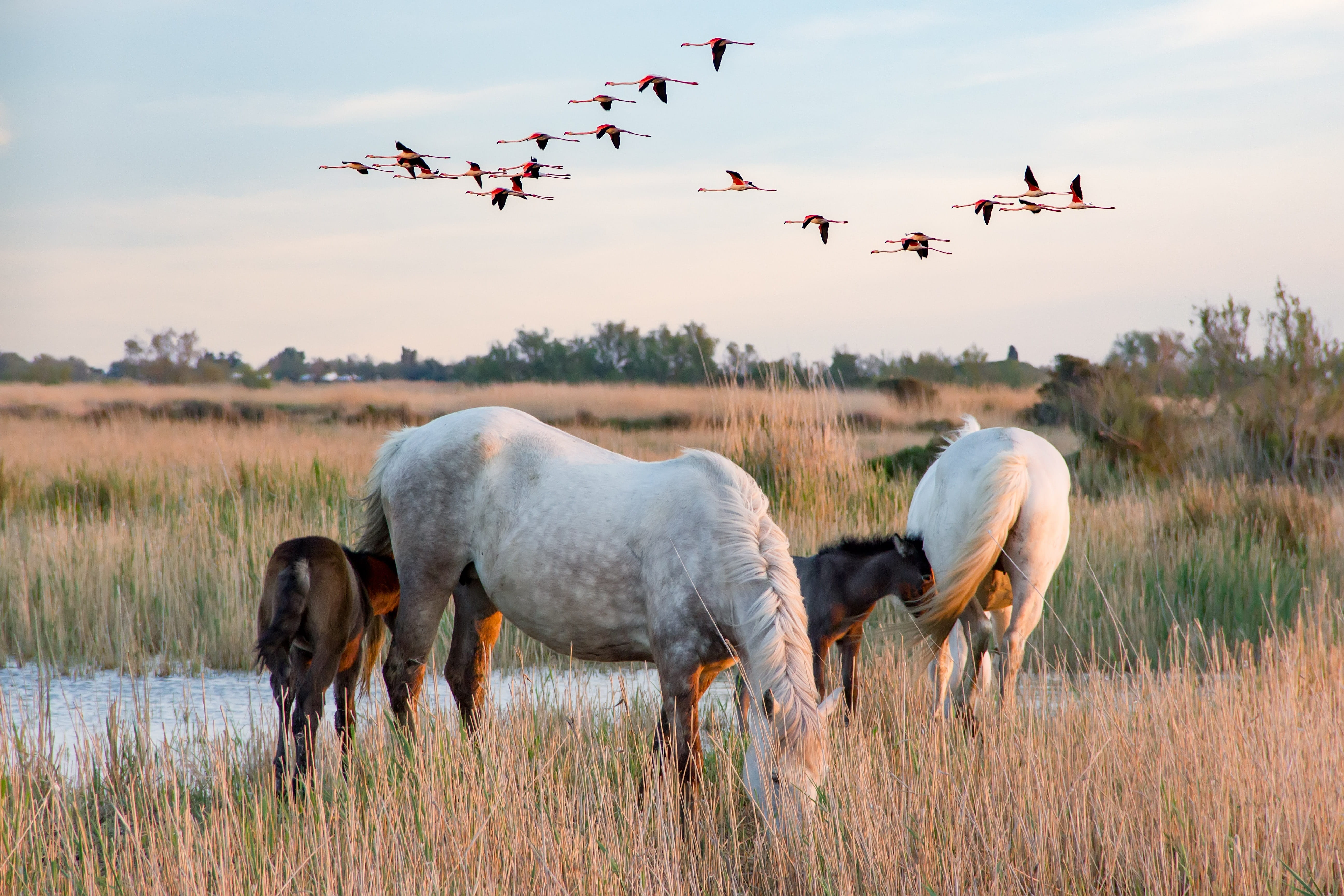 land, sky, horses, white horse, windmill gard, Camargue, chrono 445, field, plant, photography, animal wildlife, herbivorous, mare, flying, animals in the wild, HD Wallpaper