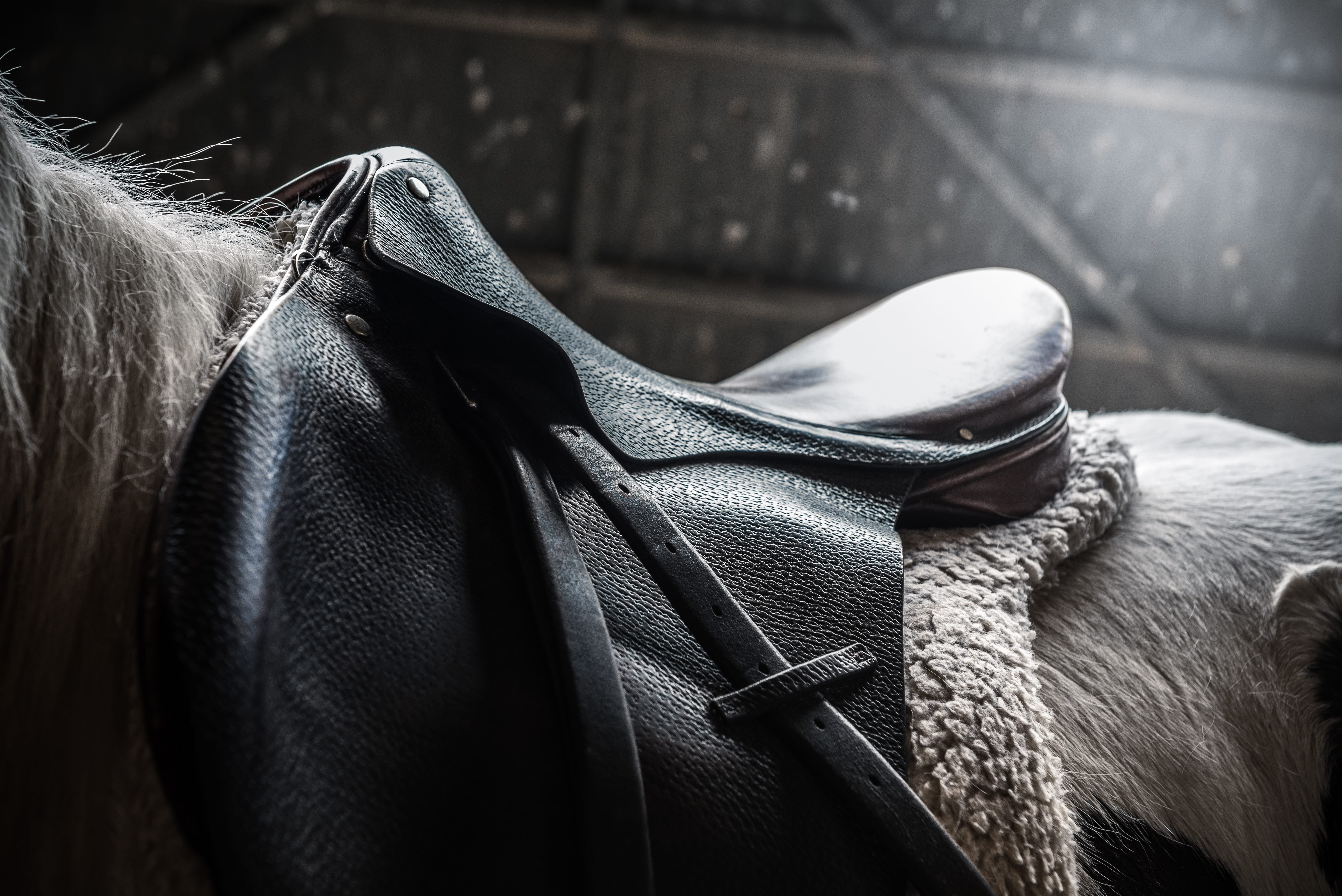 focus on foreground, pets, outdoors, close-up, day, domestic, low section, 5K, black, horse saddle, animal themes, leather, domestic animals, vertebrate, HD Wallpaper