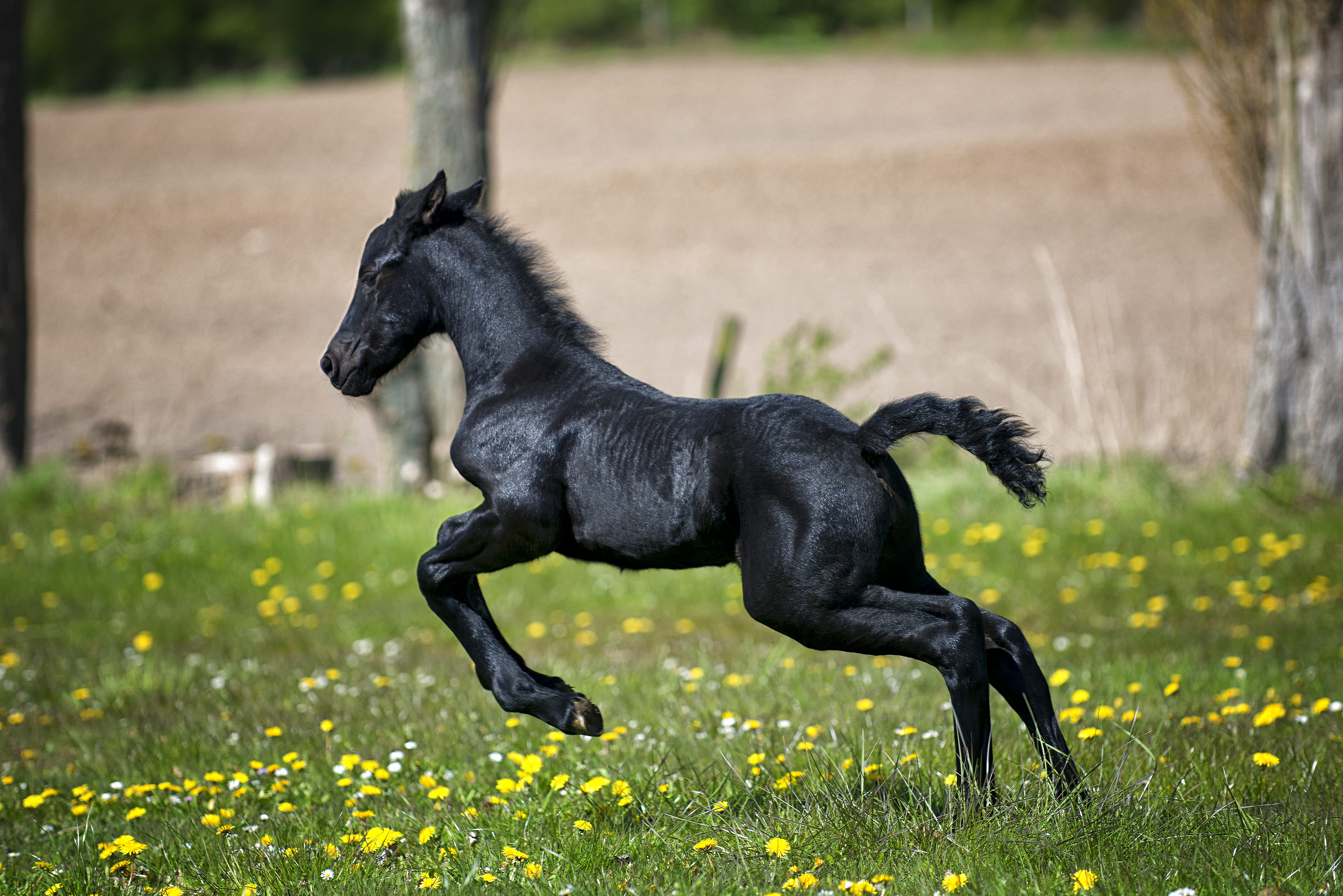 domestic animals, countryside, nature, plant, animals in the wild, focus, farm, running, black, animal wildlife, hayfield, flowers, pets, black color, animal photography, HD Wallpaper