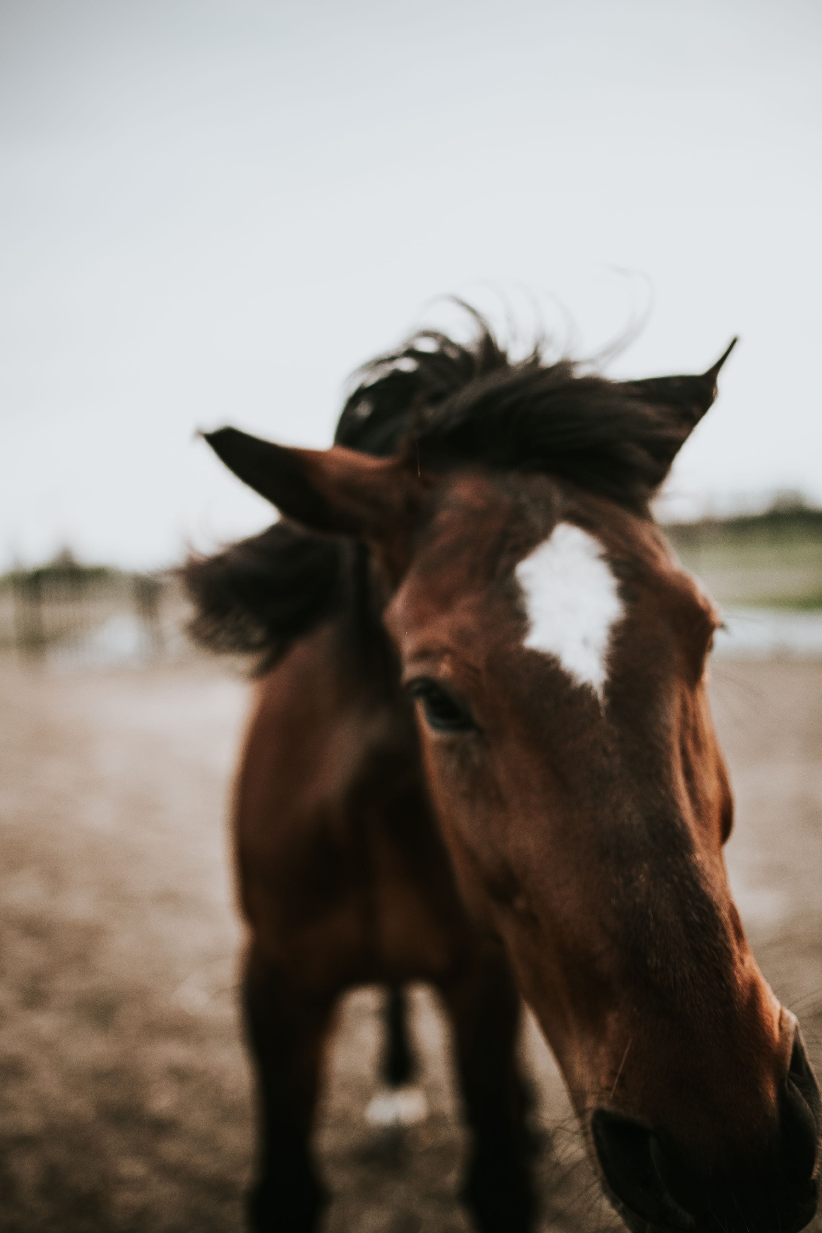 field, domestic, day, brown, animal wildlife, 4K, mane, ranch, land, animal themes, herbivorous, rural Scene, focus on foreground, mammal, standing, domestic animals, Phone HD Wallpaper