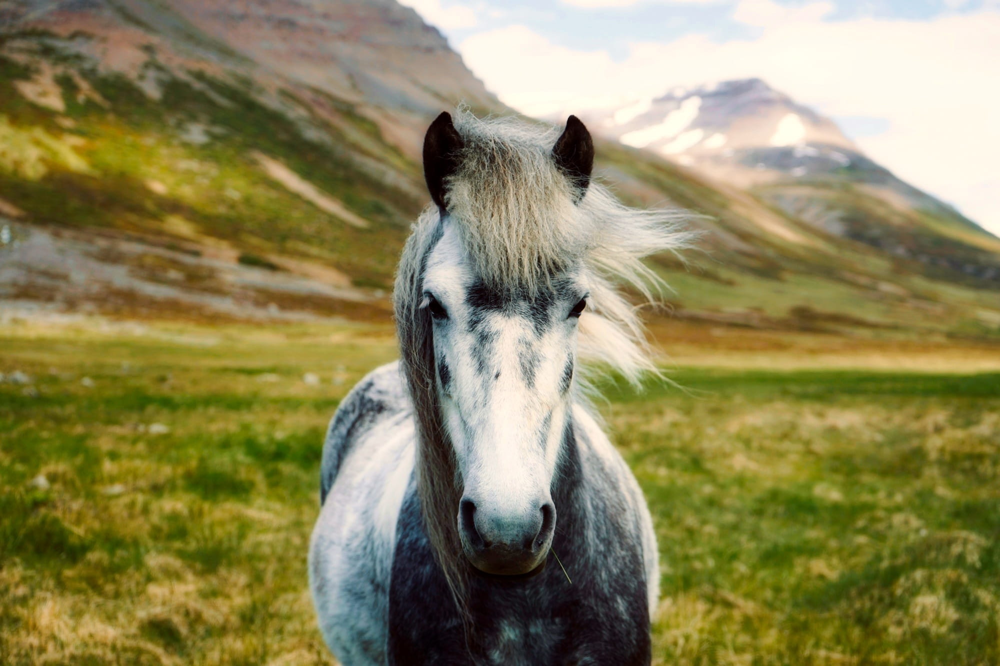 daytime, animal wildlife, grass, closeup, beautiful, day, white, animal themes, pets, outdoors, livestock, animal, mammal, iceland, pony, countryside, country, HD Wallpaper