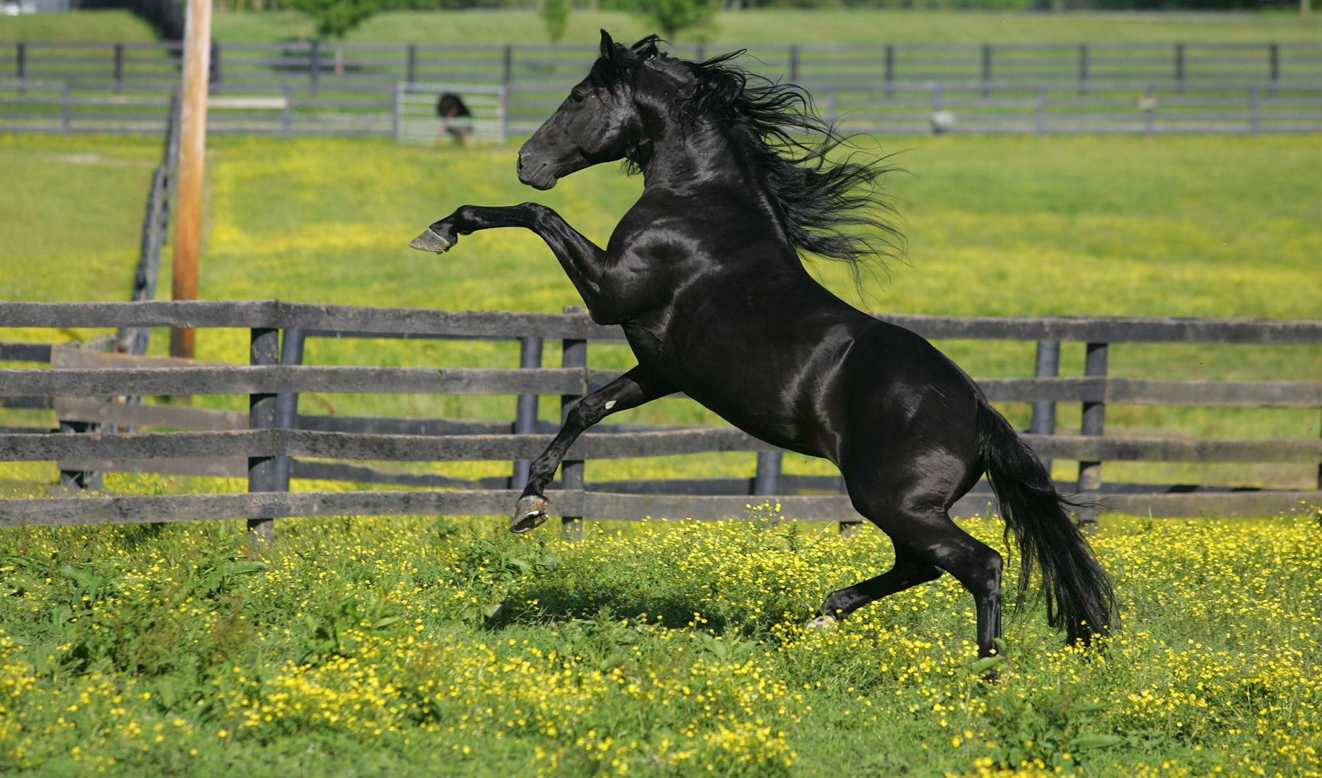 horse corral, 1080P, corral, flowers, horse, black, grass, HD Wallpaper