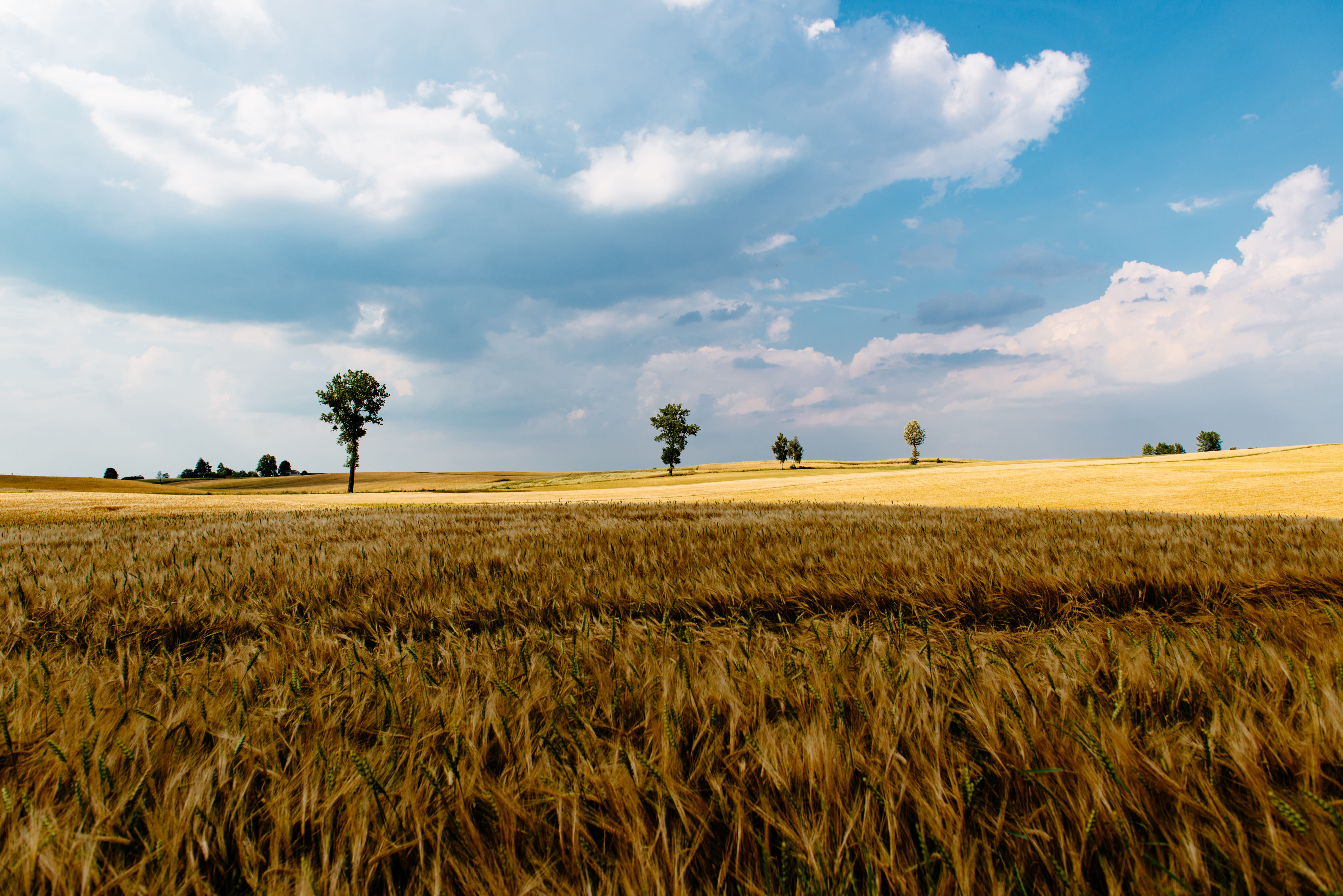 blue sky, white, field, green grass, yellow, cultivated, day, scenics, no People, green, brown, 5K, crop, rural, land, grass field, beauty in nature, cloud, HD Wallpaper