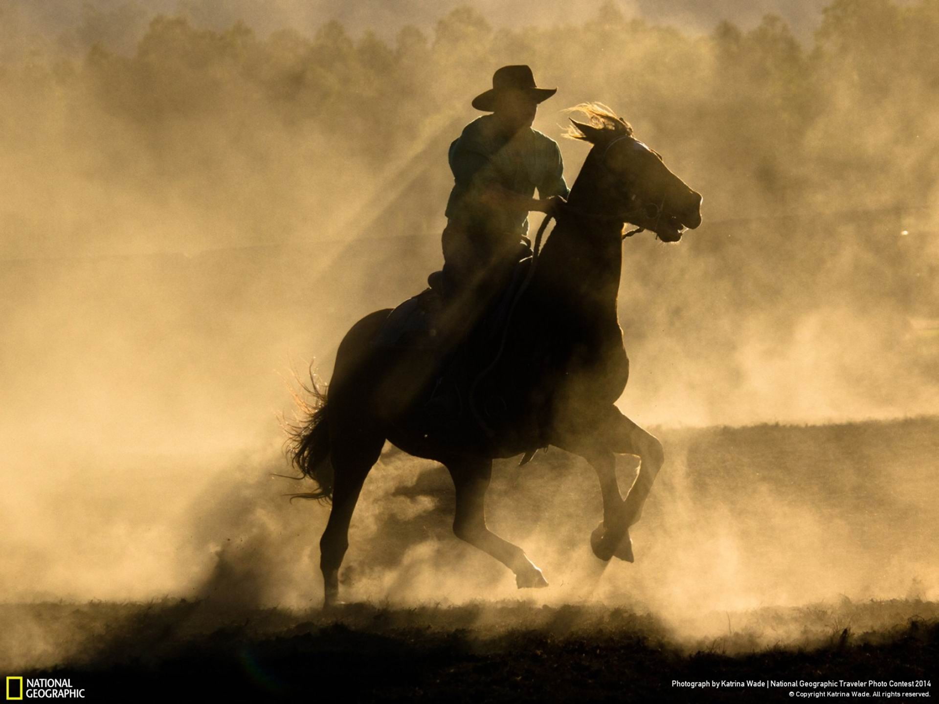 animal themes, activity, illustration, dusty, mammal, domestic, pets, competition, geographic, ride, 1080P, riding, national, herbivorous, domestic animals, HD Wallpaper