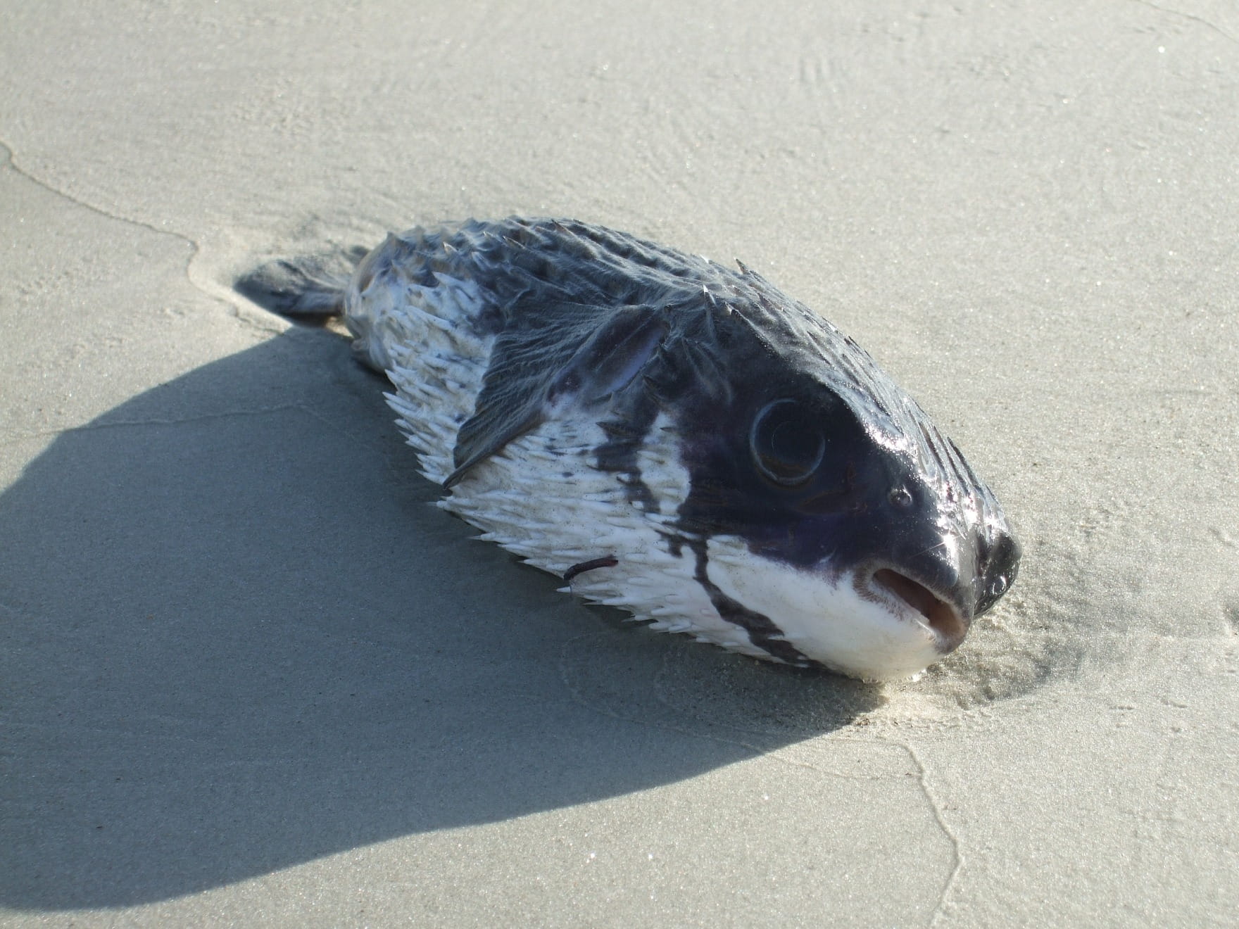 animal themes, one animal, zoology, poison, animal wildlife, coastline, day, washed, white, decay, contaminate, puffer, toxic, no people, Puffer Fish, nature, HD Wallpaper