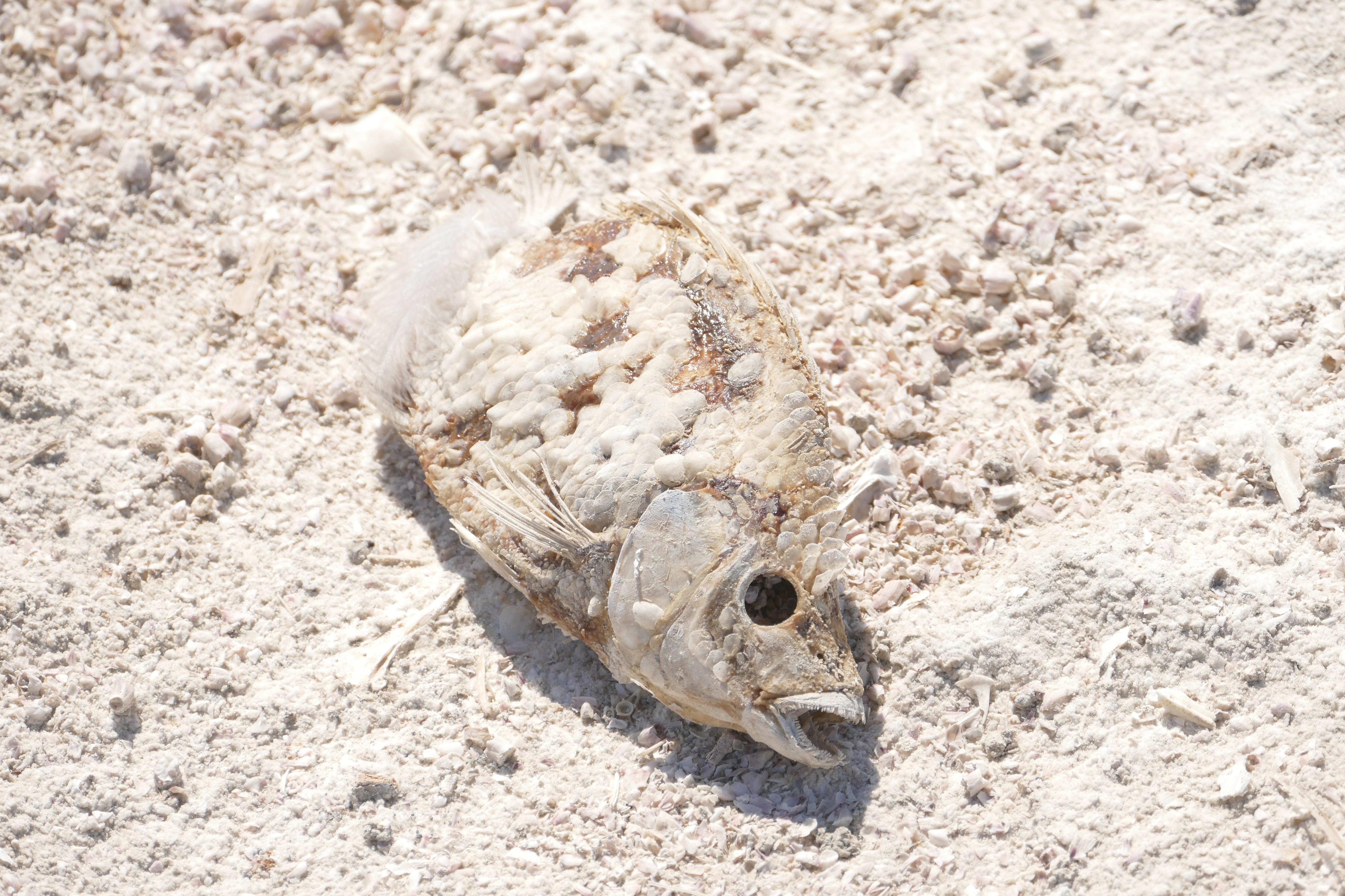 Death, Dead, land, animals in the wild, Fish, animal themes, rotten, dangerous, ecological, nature, close-up, one animal, animal body part, marine, vertebrate, HD Wallpaper