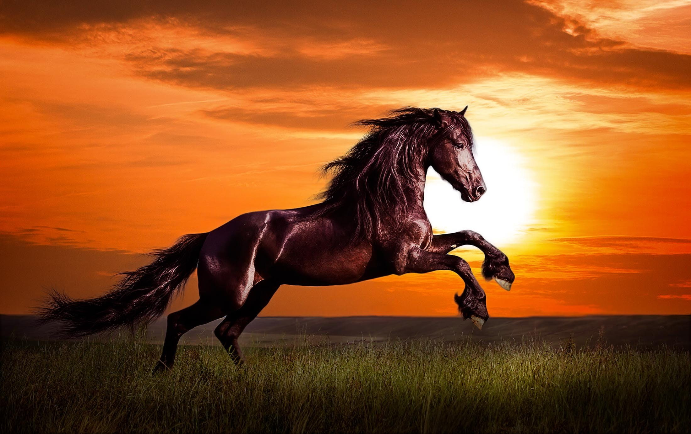 running, Disney, one animal, mammal, adventure, field, domestic animals, animal themes, 1080P, Comedy, horse, action, herbivorous, animal wildlife, Zorro, HD Wallpaper