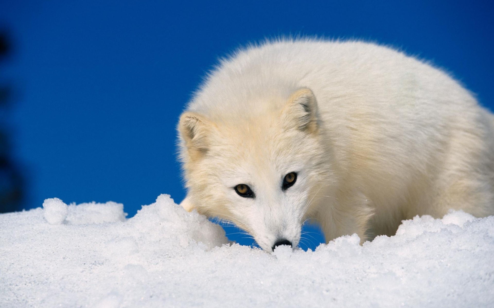 hielo, artico, animales, zorro, 1080P, HD Wallpaper
