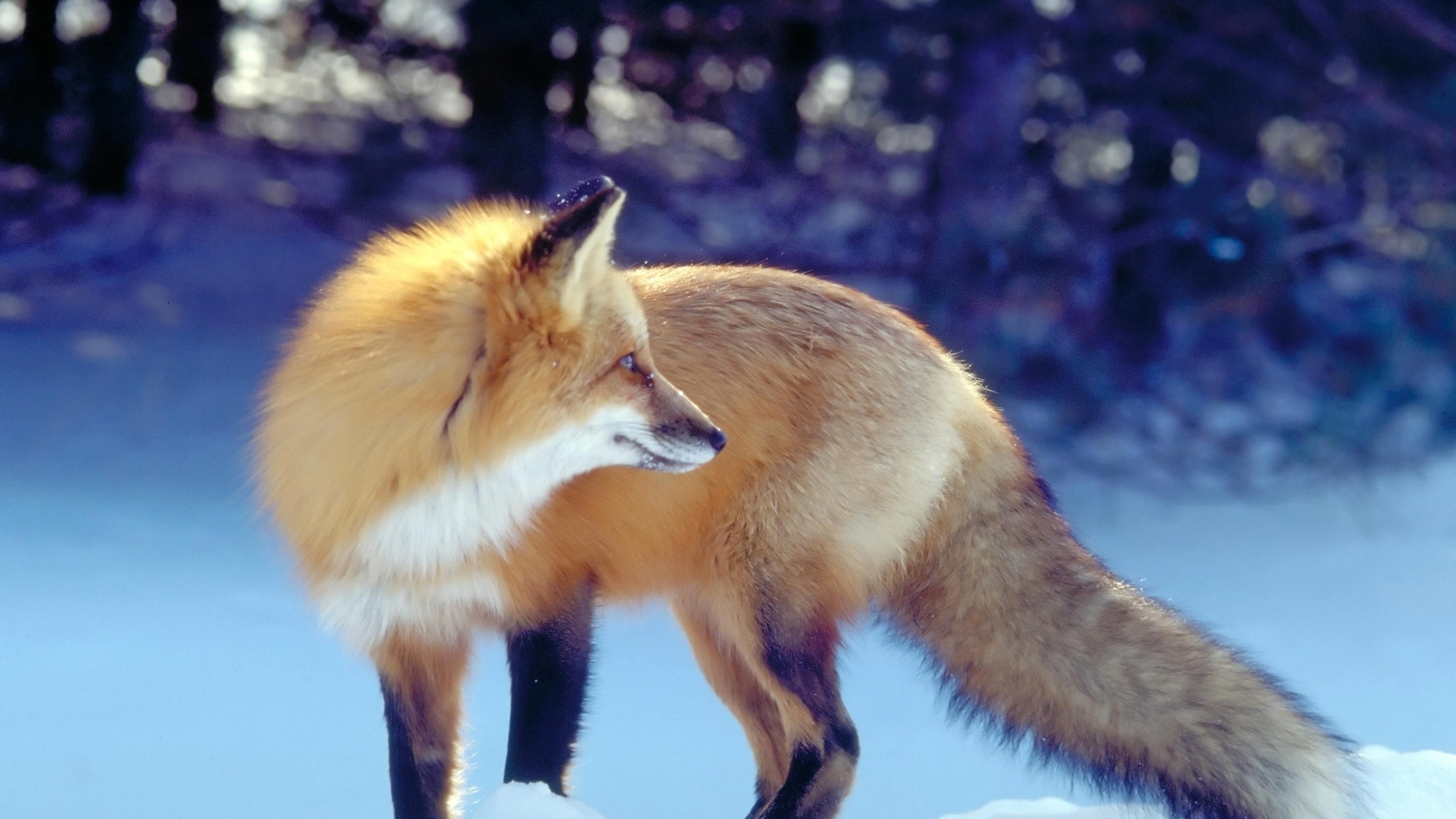 no people, fox, Nieve, snow, day, mammal, outdoors, standing, cold temperature, looking, animal themes, animal, 4K, animals in the wild, nature, Animales, HD Wallpaper