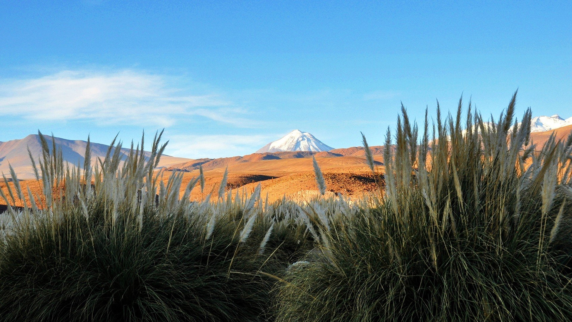 zorro, cynosurus, nature, white, atacama, green, blue, echinatus, flowers, andes, chile, snow, light, landscapes, desert, volcanoes, 1080P, HD Wallpaper