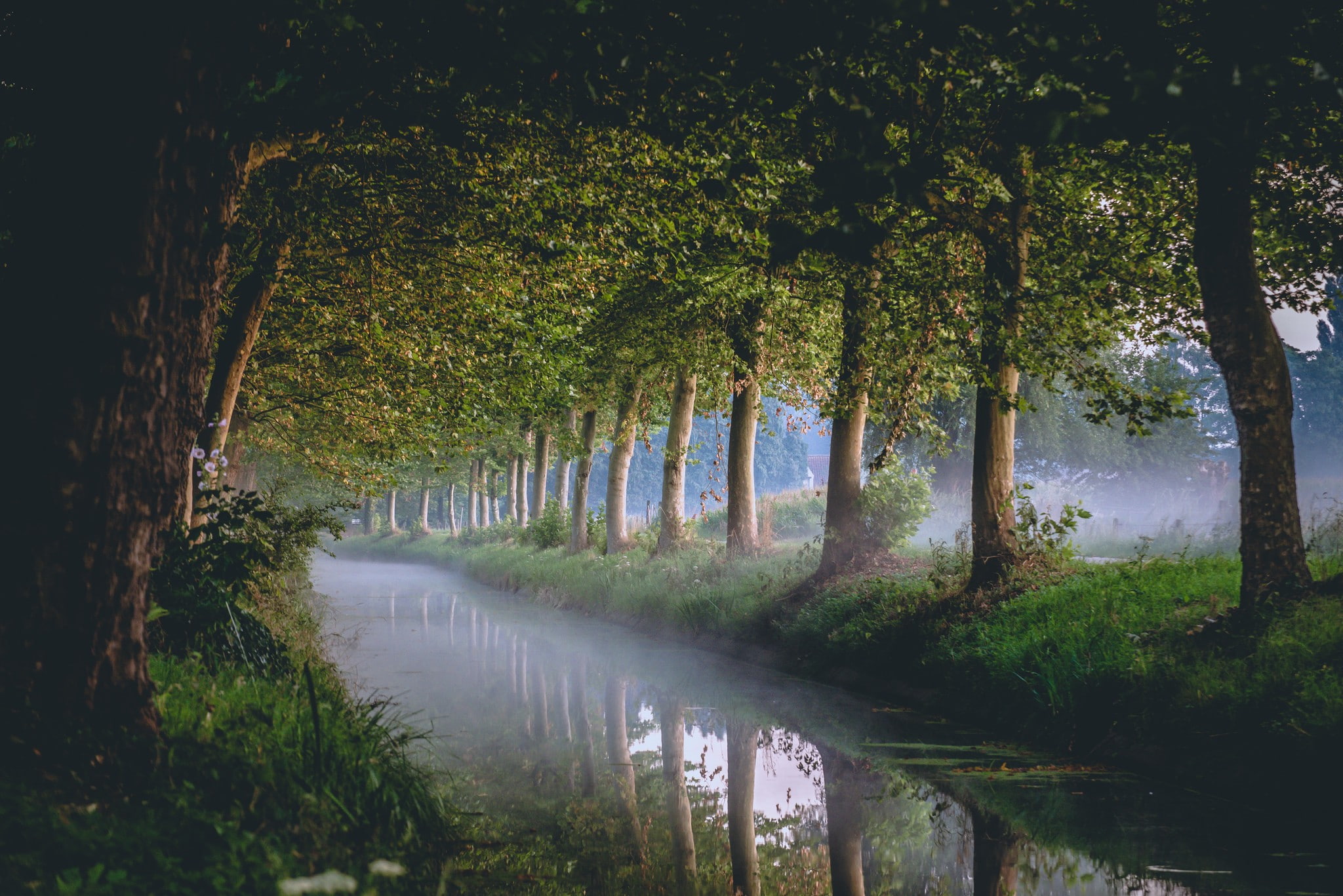 morning, canal, trees, mist, 1080P, river, HD Wallpaper