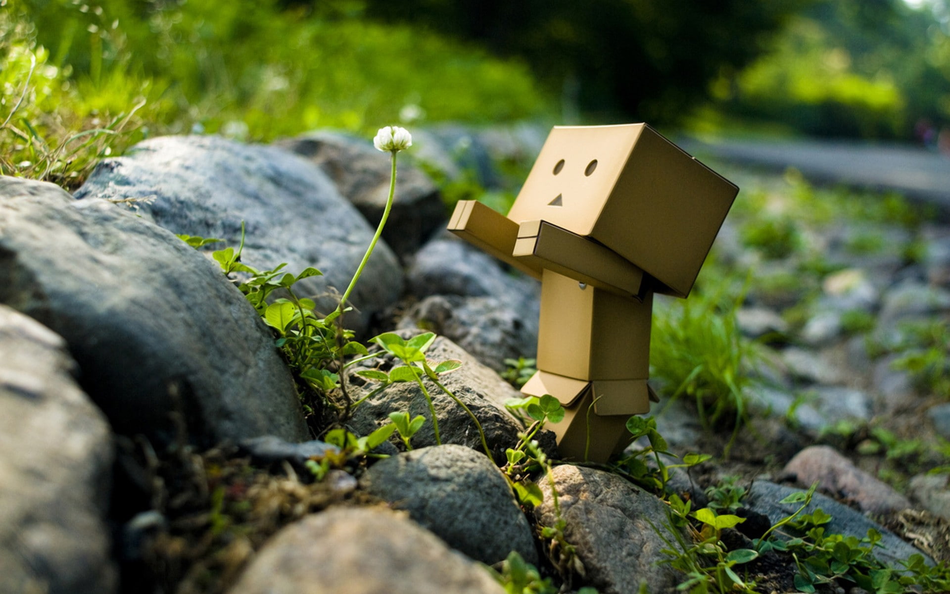 plants, Danbo, 1080P, macro, HD Wallpaper
