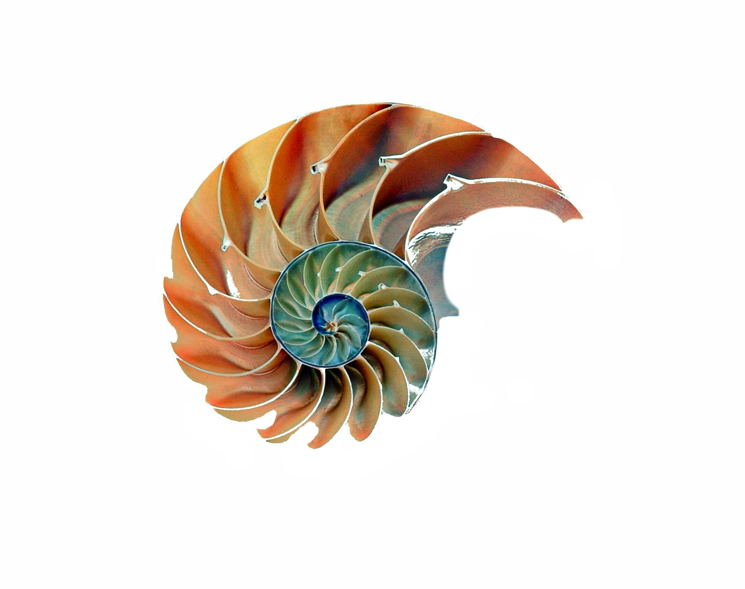green, marine, freshness, snail, indoors, art and craft, meeresbewohner, sea, orange, nautilus, day, orange color, colorful, swirl, sea life, animal world, HD Wallpaper