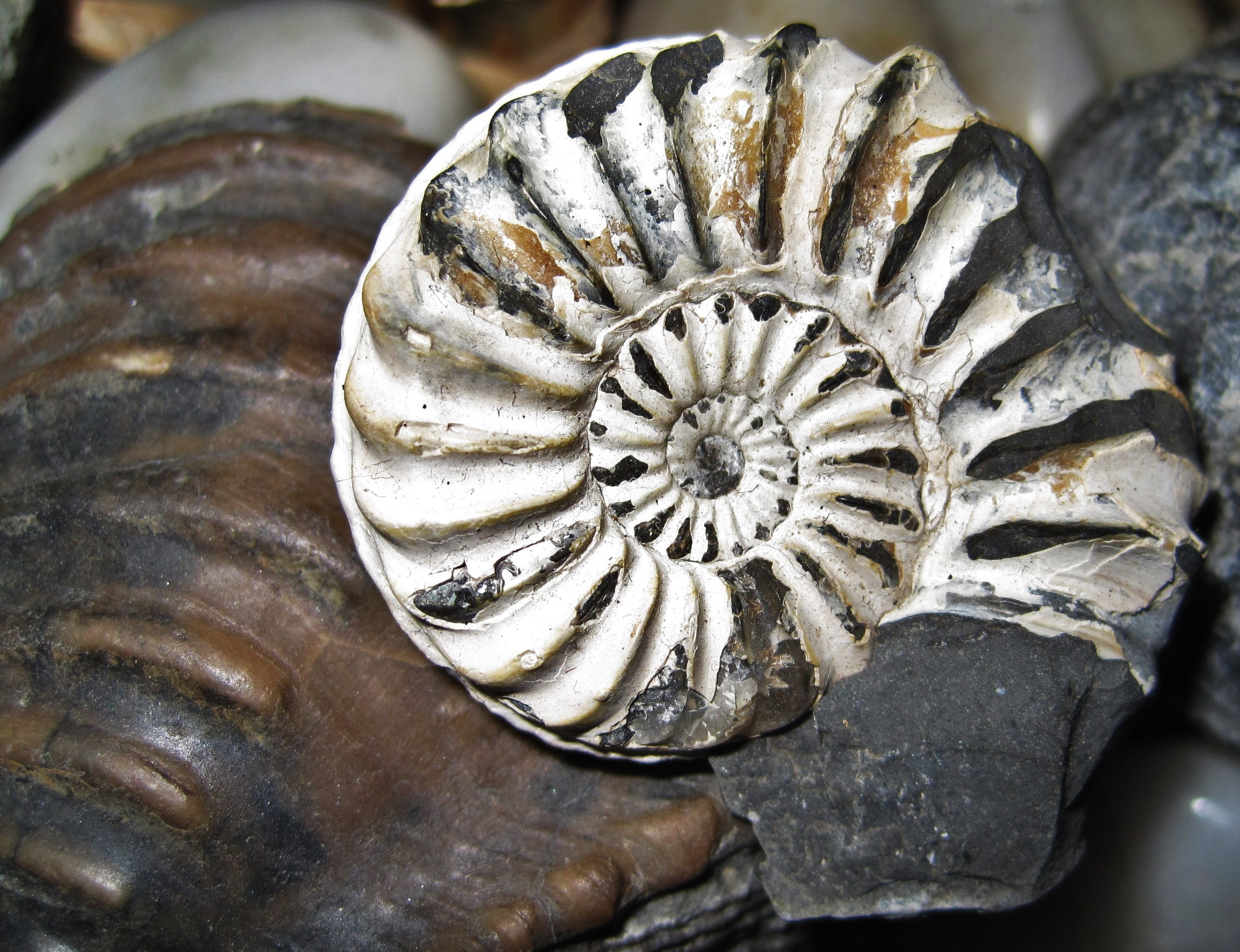 pattern, indoors, near, fossil, small, animal themes, nature, close-up, animal shell, day, petrification, animal wildlife, grey, high angle view, marine, HD Wallpaper