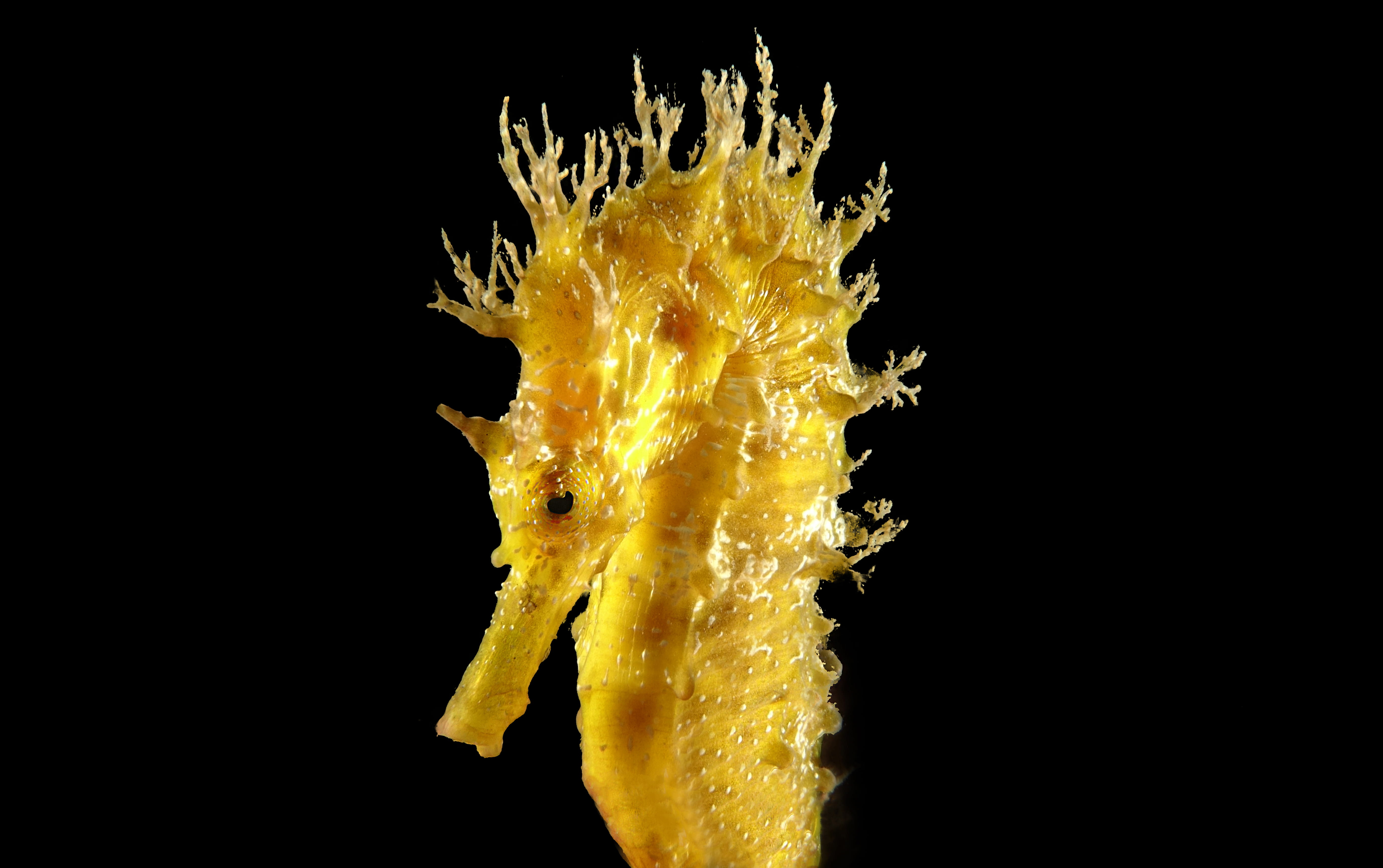 wildlife, indoors, mammal, food, starfish, exploding, fire - natural phenomenon, invertebrate, burning, seahorse, nature, plant, food and drink, seashell, HD Wallpaper