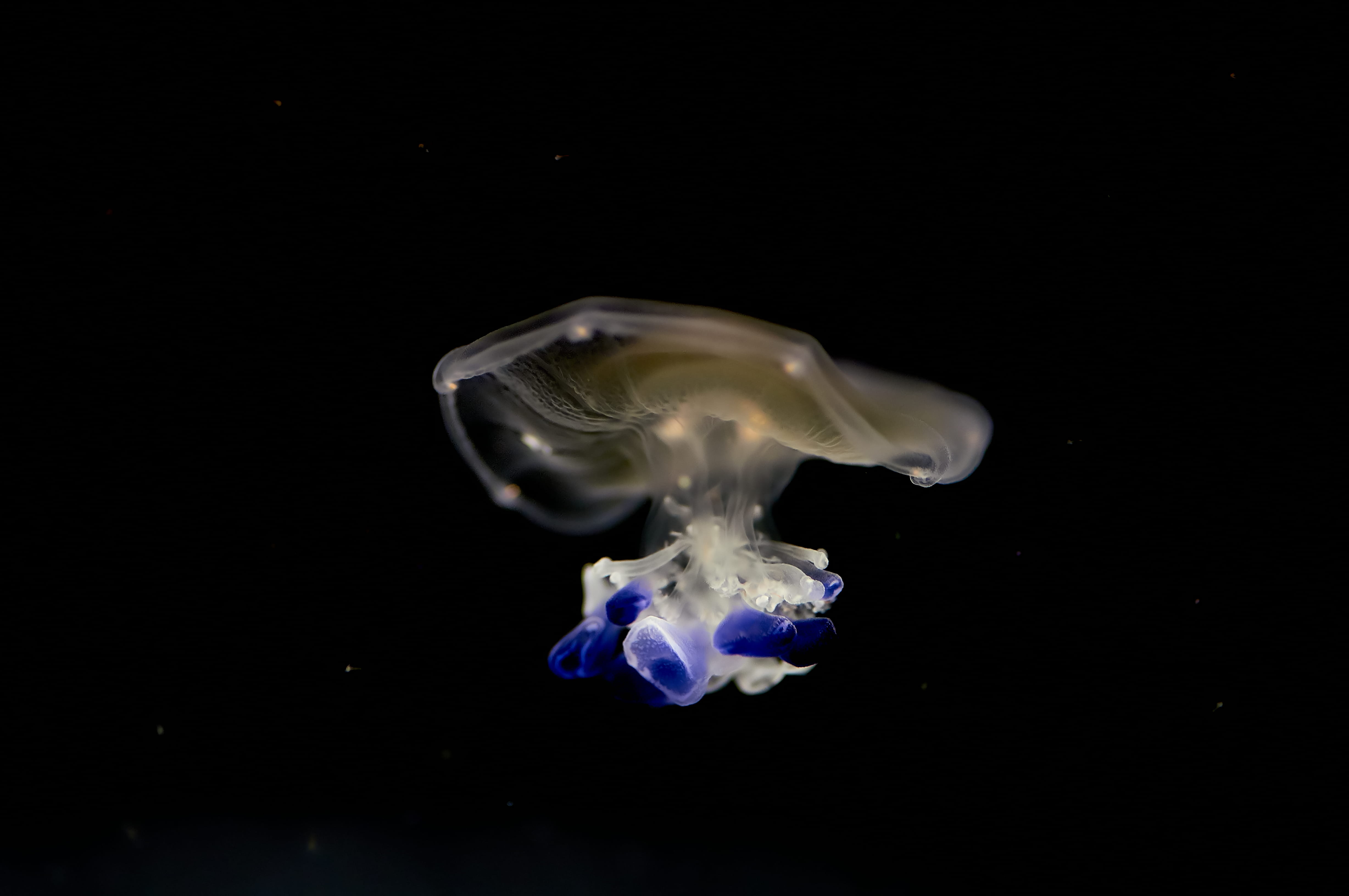 marine, compass math, swimming, water, clam, 4K, diving, smoke - physical structure, black background, jelly, indoors, l139, copy space, transparent, underwater, HD Wallpaper