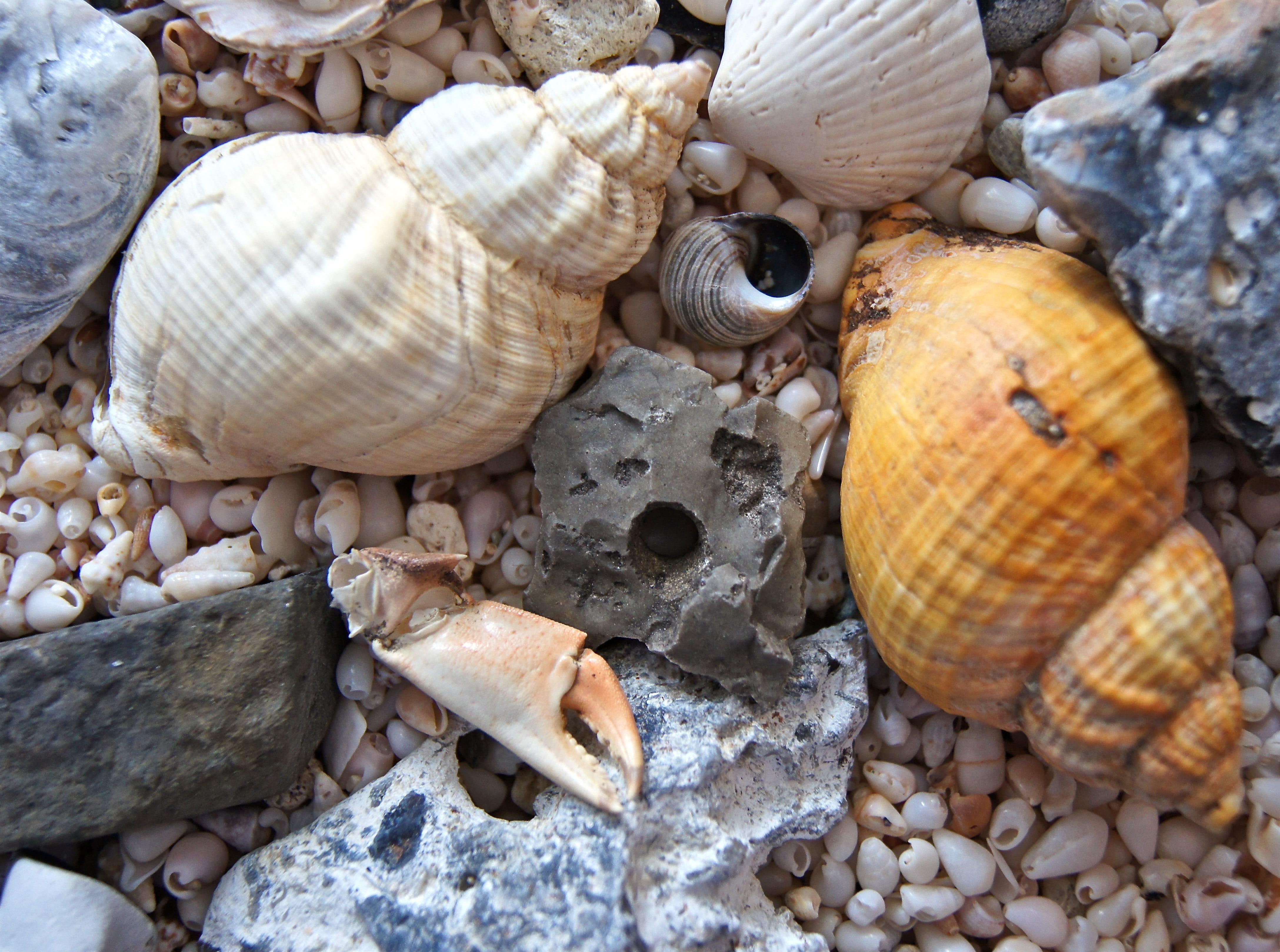 beige, pebble, animal themes, lake, variation, chaos, photography, baltic sea, animals in the wild, conches, 4K, white, choice, abundance, animal, no people, HD Wallpaper