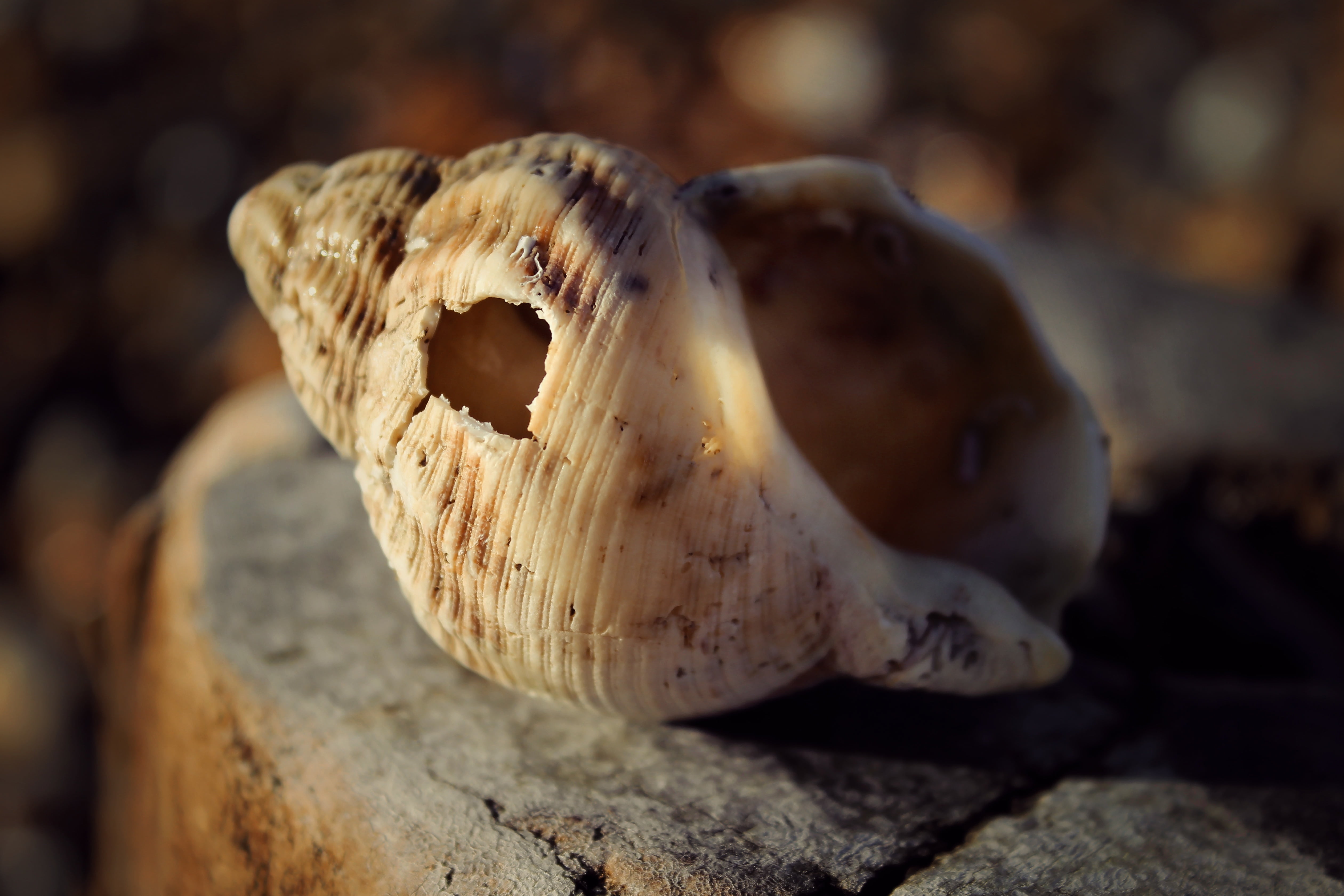 animal wildlife, mushroom, animal themes, white, vegetable, 4K, fungus, reptile, animals in the wild, sunlight, no people, focus on foreground, solid, HD Wallpaper