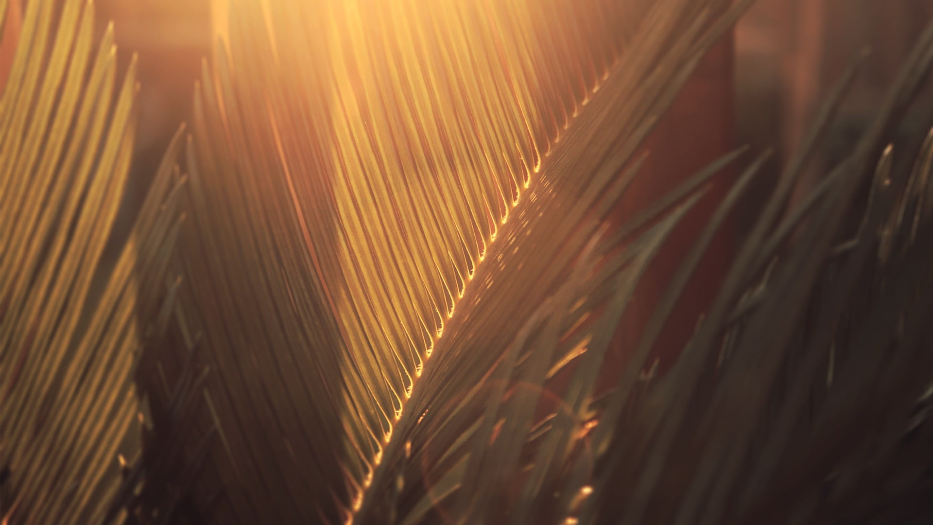 selective focus, leaf, back Lit, tree, close-up, creativity, nature, growth, factory, textile, photography, season, palm leaf, palm Tree, plant, yellow, HD Wallpaper