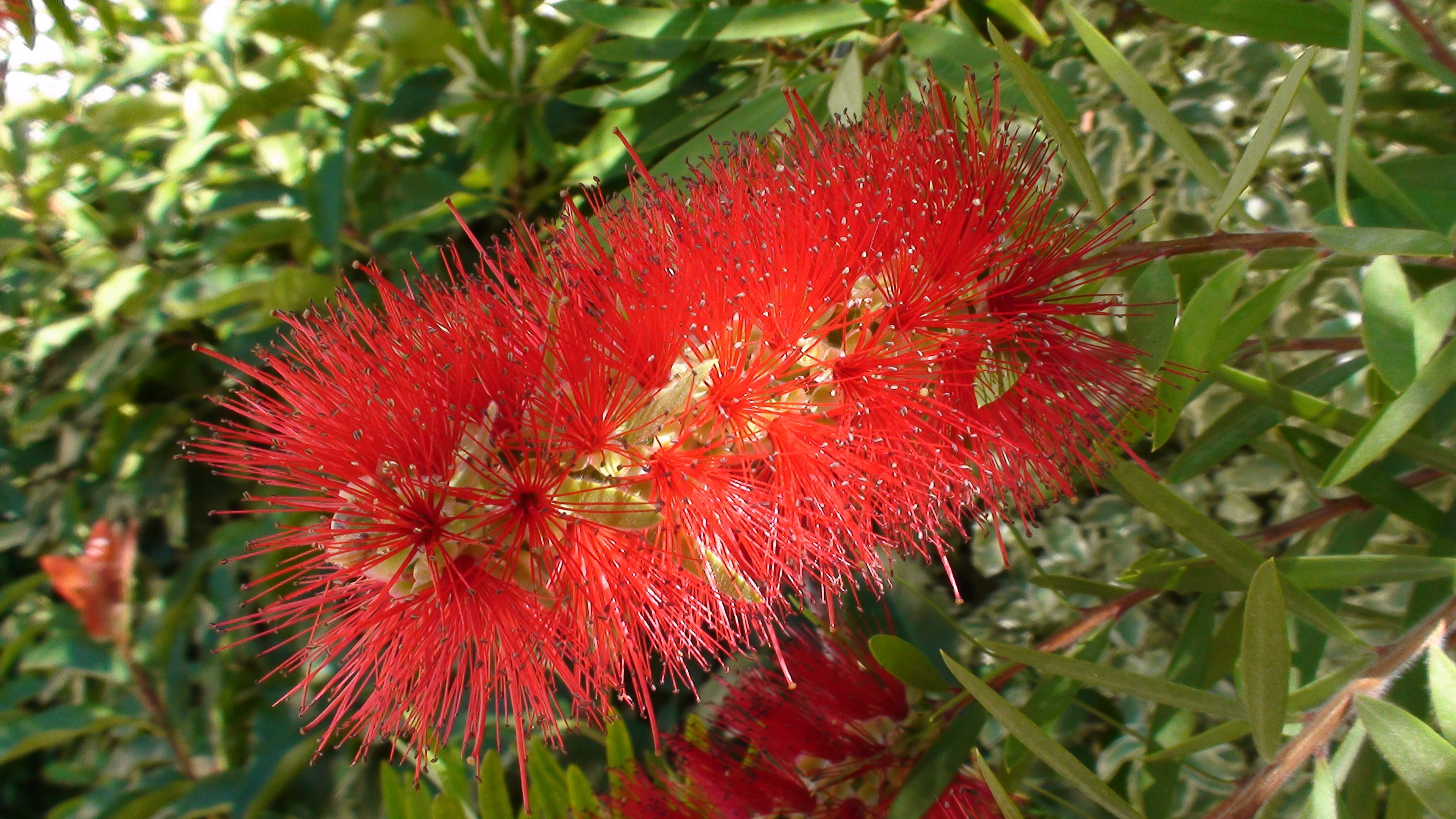 focus on foreground, flower head, inflorescence, callistemon citrines, flowering plant, freshness, growth, close-up, roquefort la bédoule, food, vulnerability, HD Wallpaper
