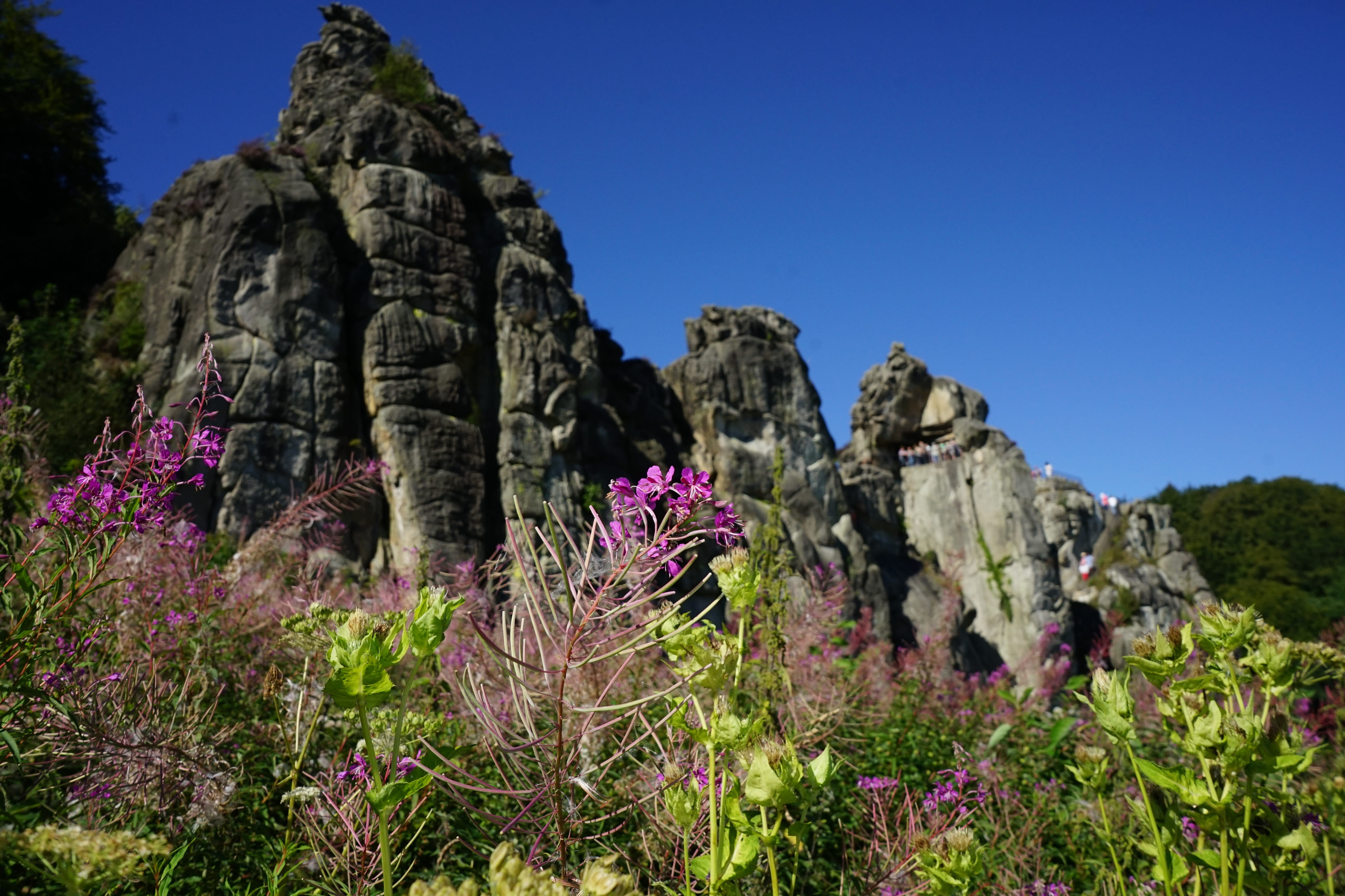 sky, flowering plant, hermann way, flower, rock, summer, scenics - nature, nature, environment, land, rock - object, mountain, natural monument, tranquility, HD Wallpaper