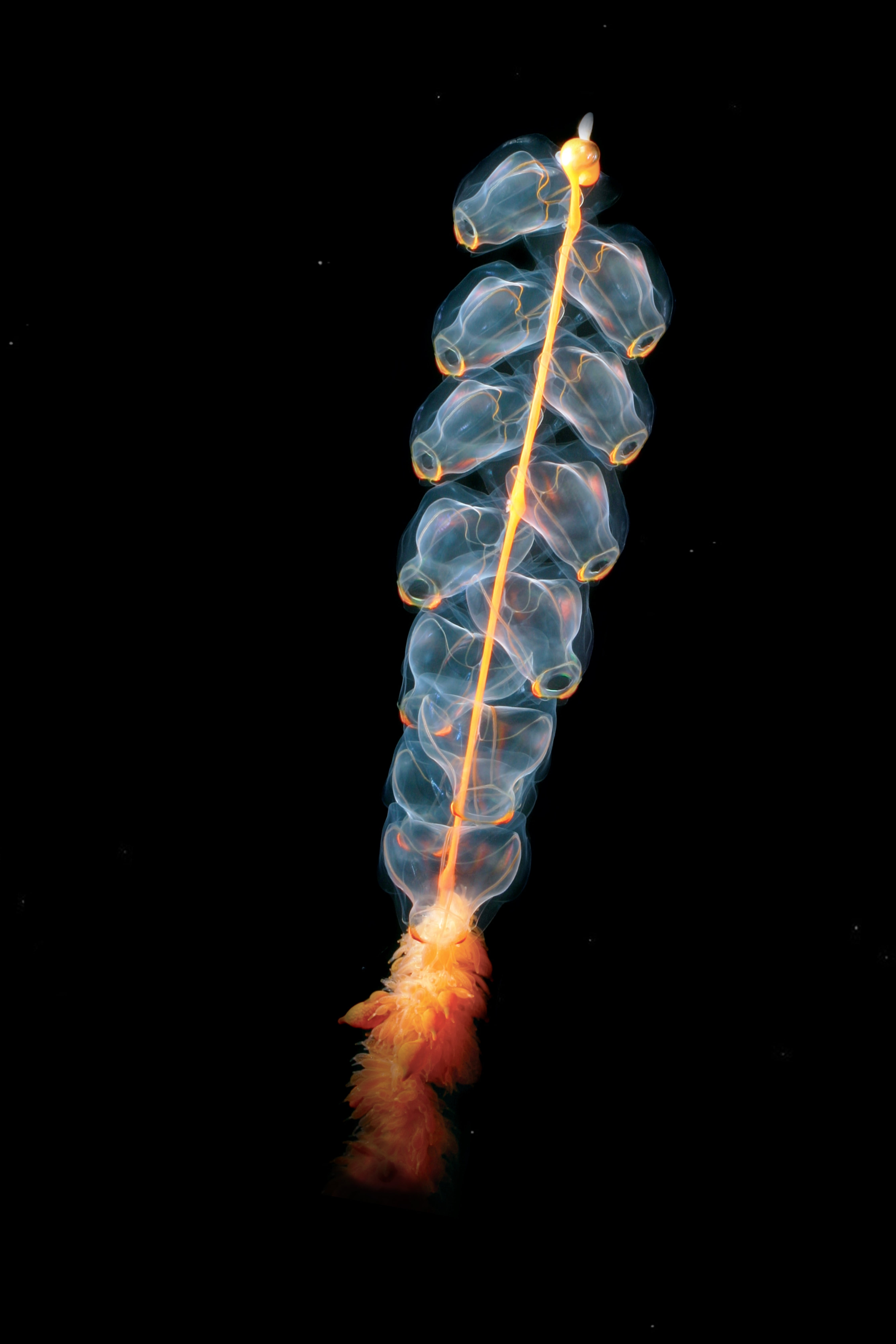 copy space, animal, animal themes, indoors, studio shot, orange, no people, black background, sea, state jellyfish, siphonophores, water creature, swimming, Phone HD Wallpaper