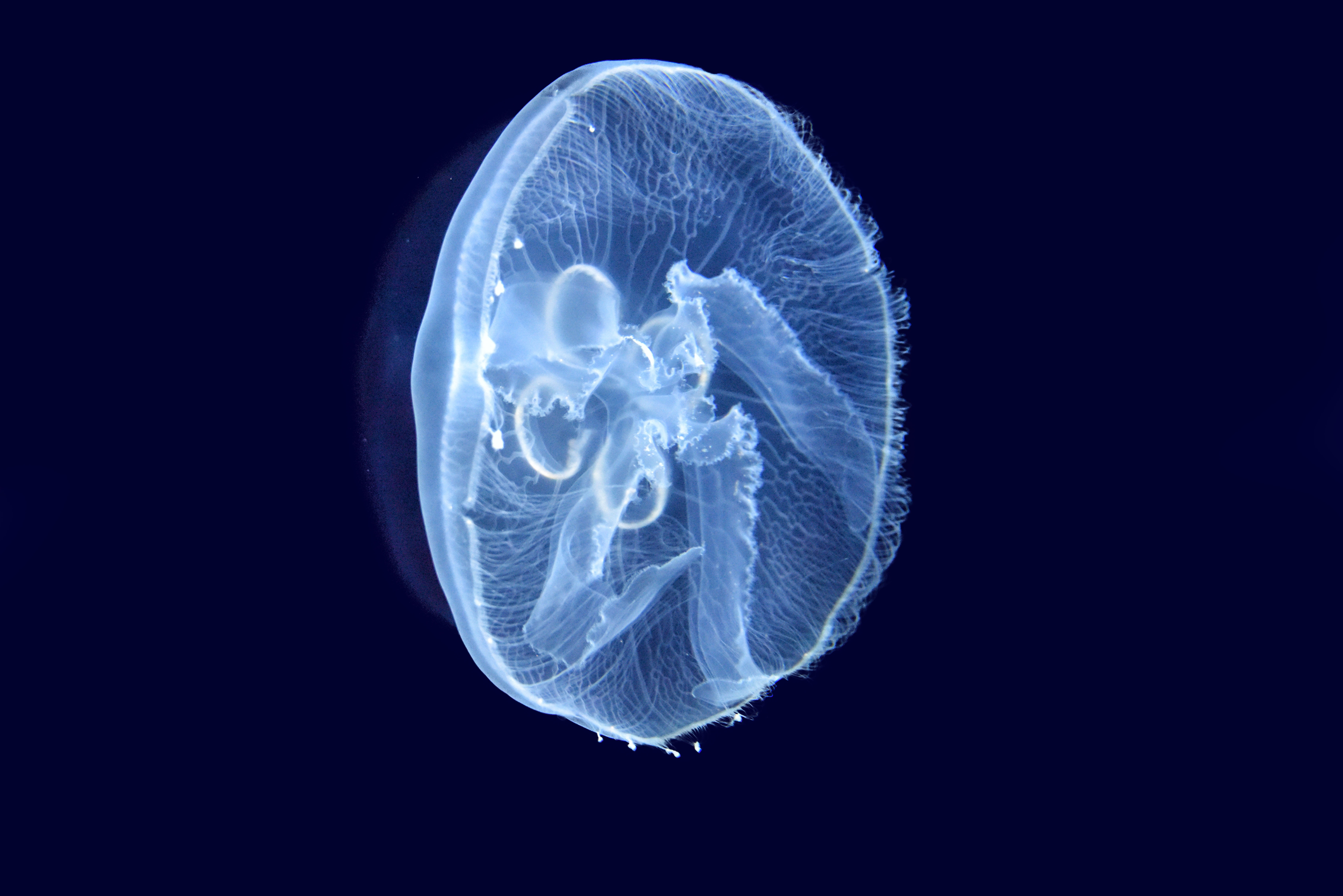 swimming, black background, studio shot, poisonous, seabed, cnidarian, stinging, blue background, animal themes, ocean, invertebrate, no people, movement, HD Wallpaper