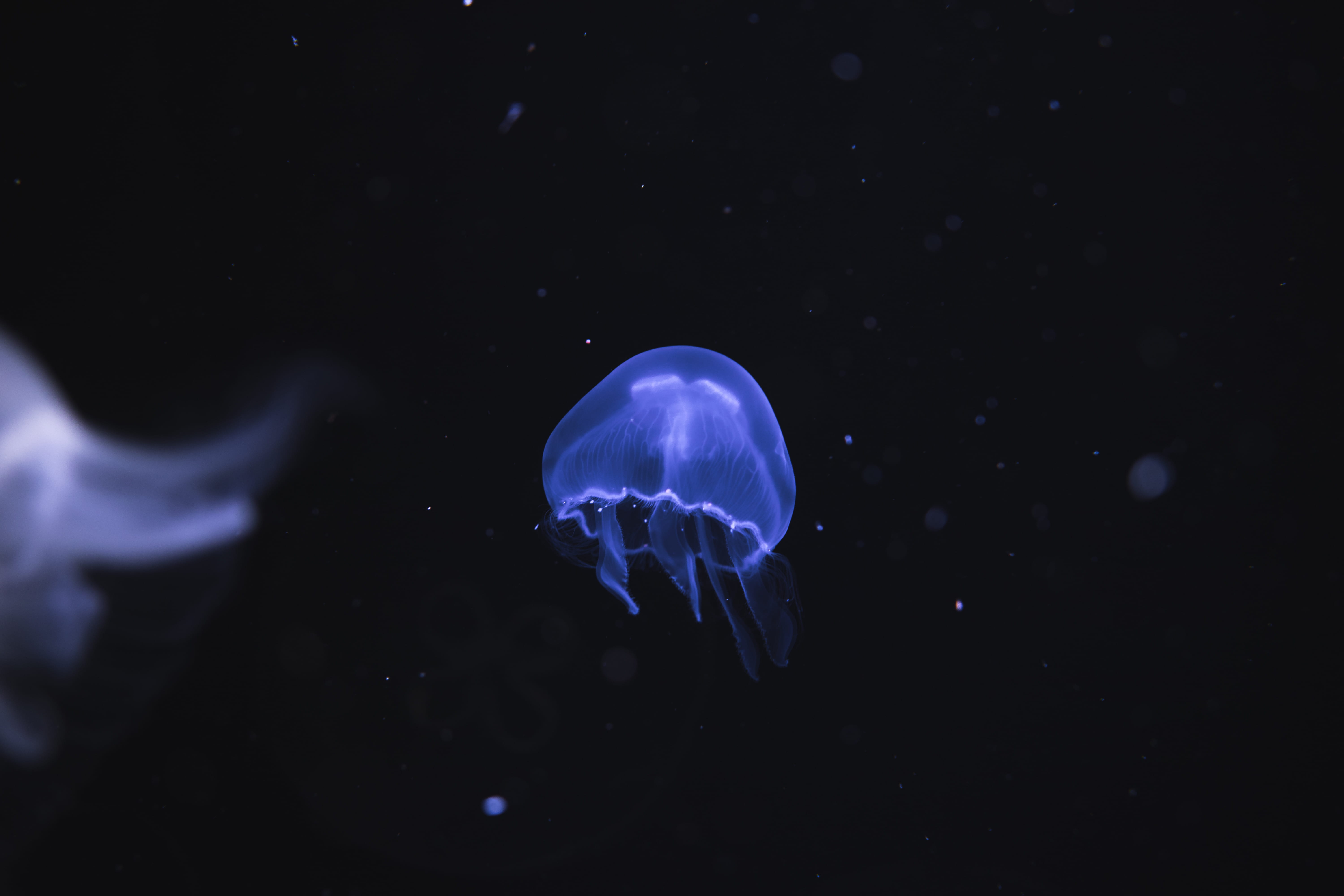 nature, no people, sea, photo, undersea, blue, outdoors, tank, animal themes, water, marine, swimming, close-up, underwater, jelly fish, black, tentacle, HD Wallpaper
