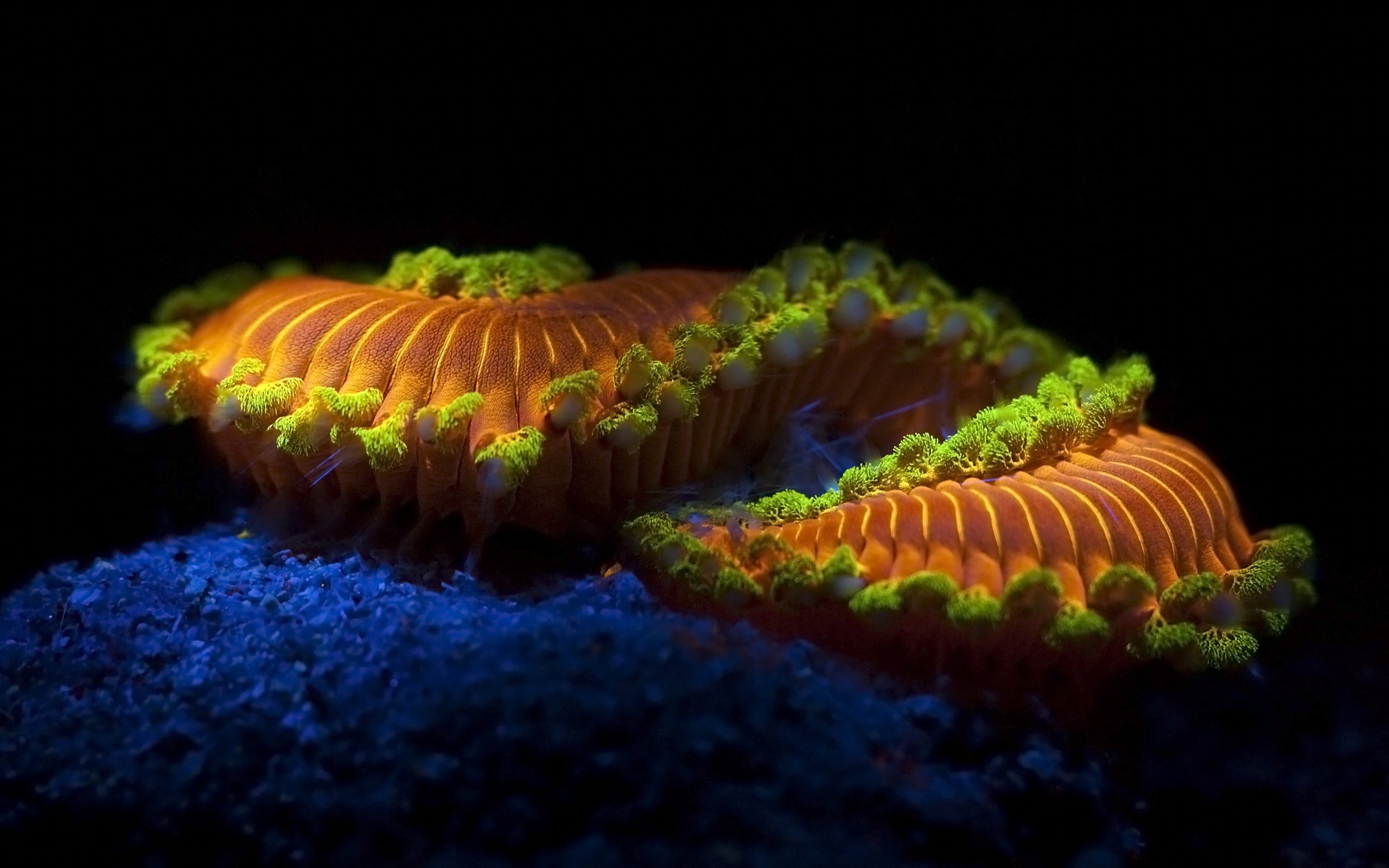 close-up, underwater, animal wildlife, cnidarian, outdoors, animals in captivity, sea Life, no people, creature, black background, fish, nature, macro, HD Wallpaper
