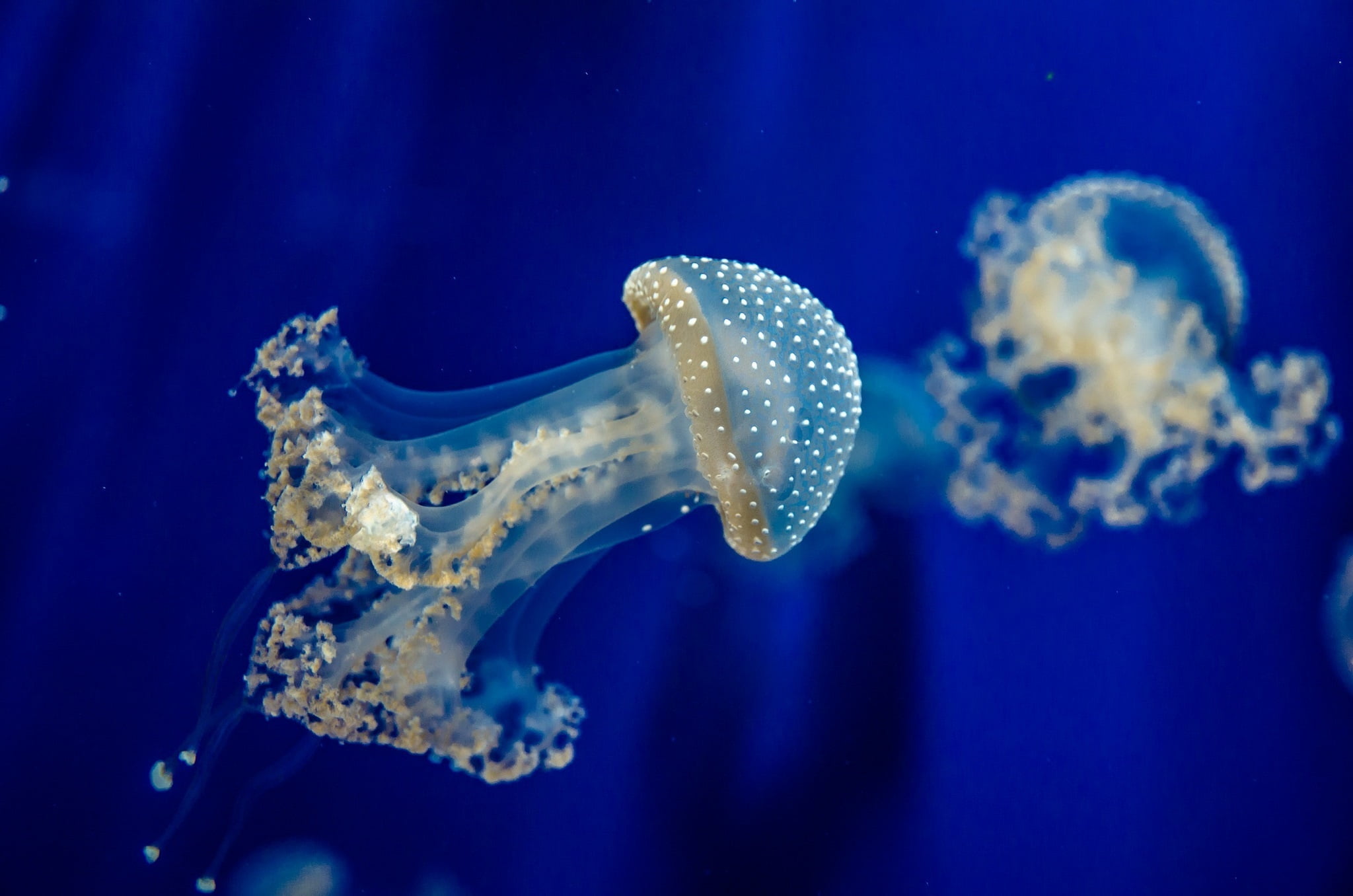 wildlife, biology, blue, nature, 1080P, sea, jellyfish, animal, close-up, blue background, animals in captivity, invertebrate, marine, tentacle, underwater, HD Wallpaper