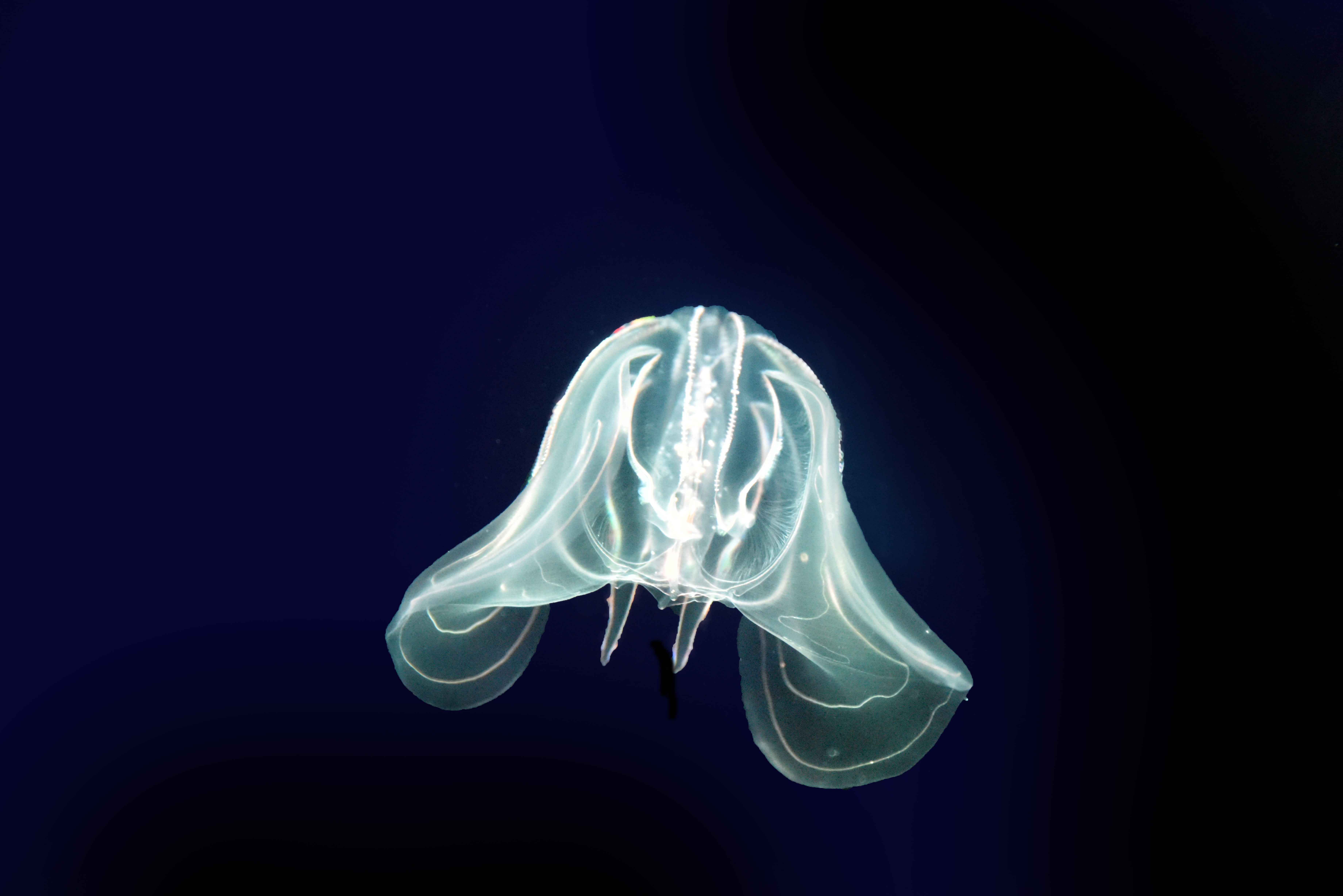 indoors, sea, urticant, water, copy space, jellyfish, swirl, studio shot, cnidarians, invertebrate, 5K, animal themes, ocean, marine animal, white color, HD Wallpaper