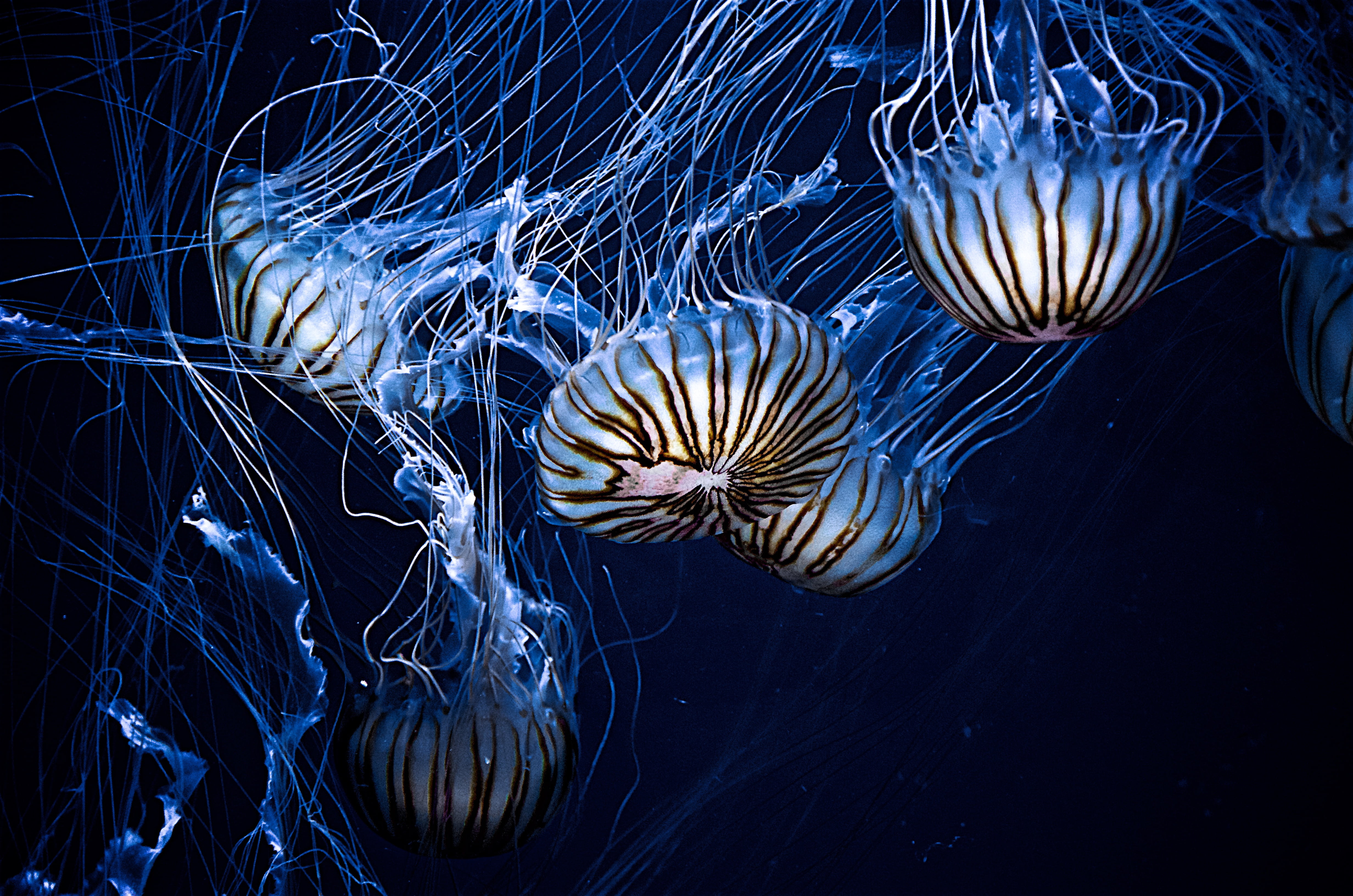 backgrounds, close-up, animal themes, sea Life, jellyfish, life, tentacle, blue, swimming Animal, lot, sea, no people, underwater, underwater world, marine, HD Wallpaper