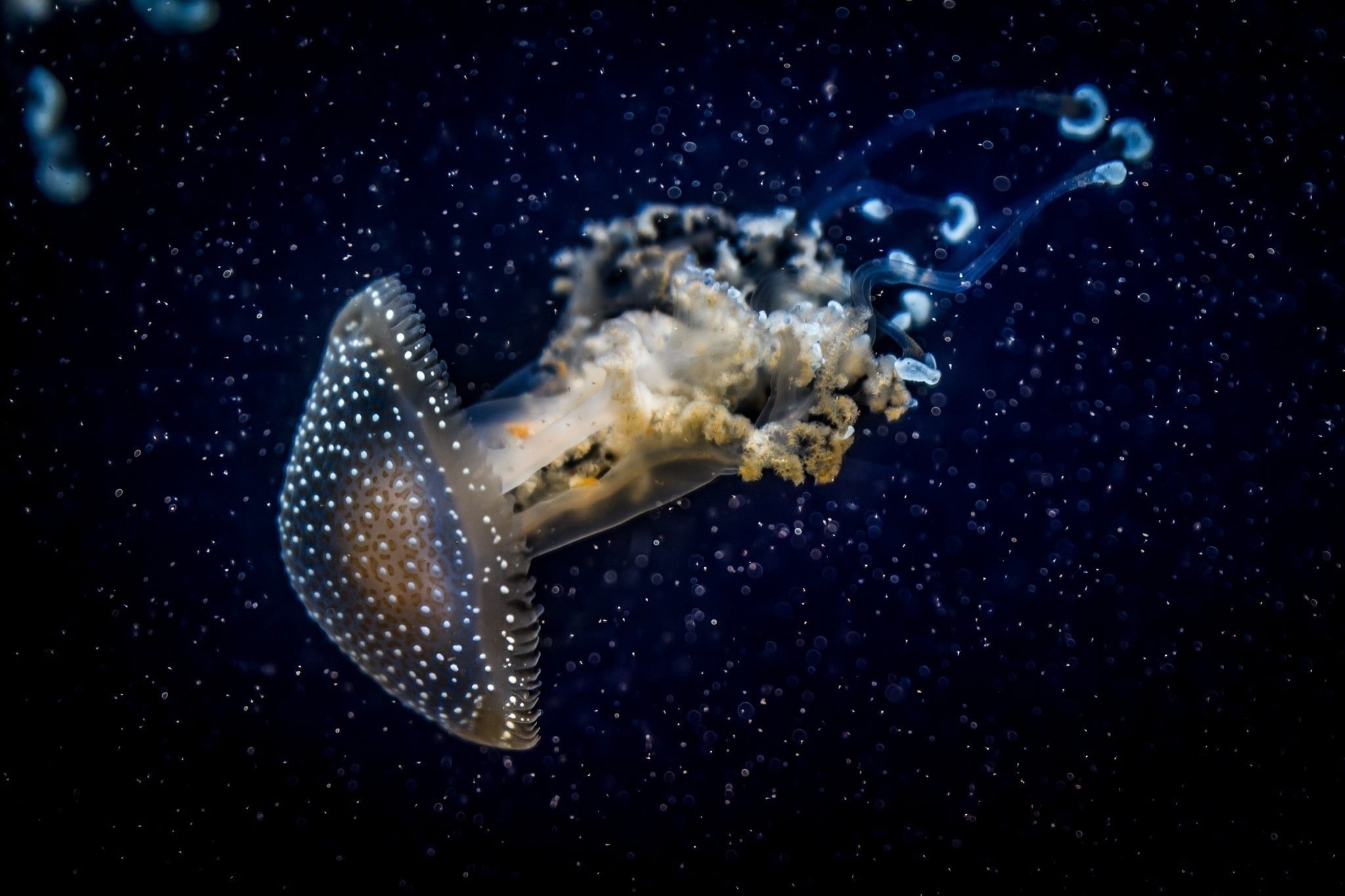 one animal, medusa, tentacle, fish, beauty In Nature, nature, dark, black background, swimming Animal, jellyfish, indoors, backgrounds, scuba Diving, animals in the wild, HD Wallpaper