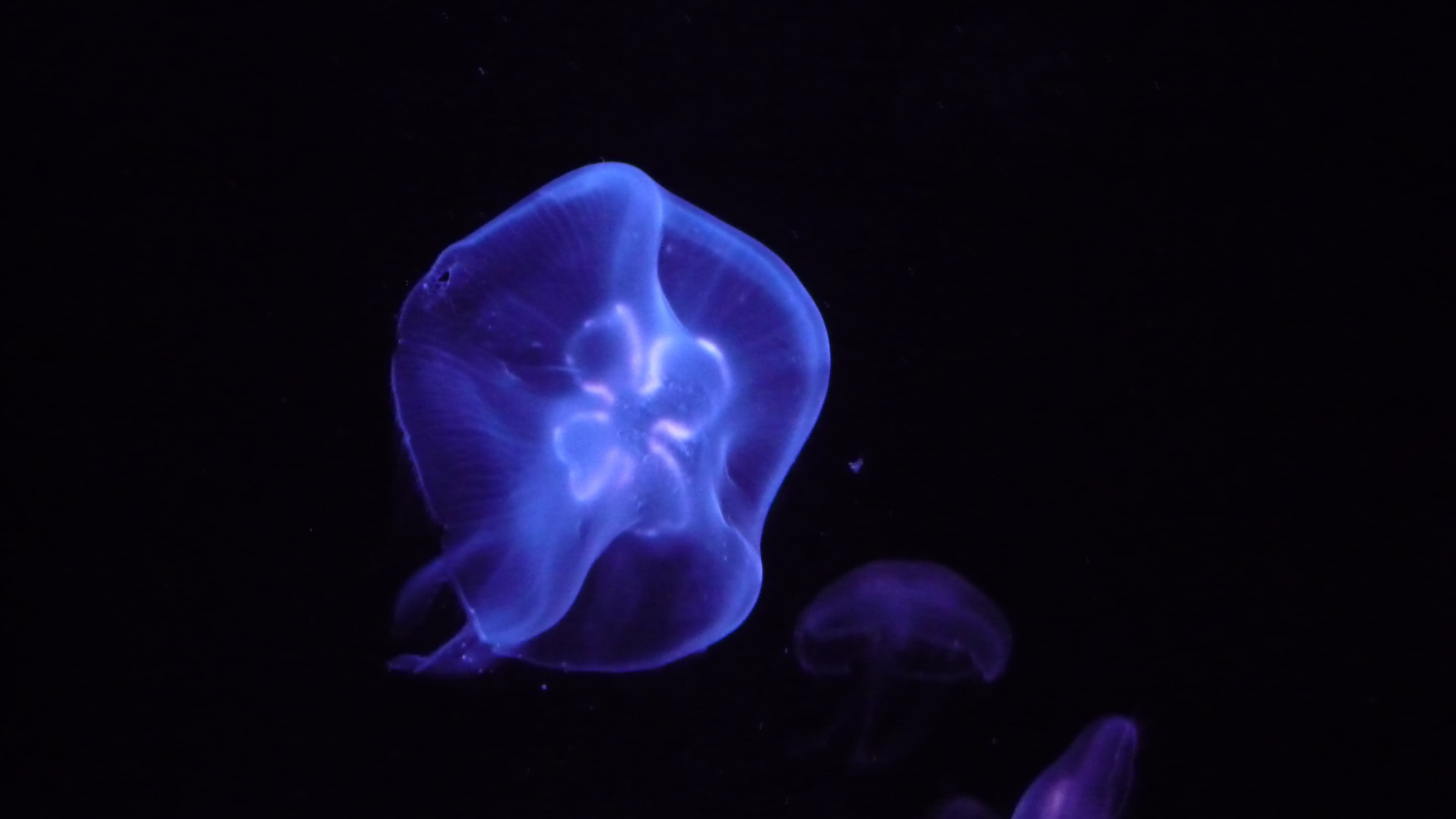 tentacle, animal wildlife, sea water, aquarium, no people, cnidarian, meeresbewohner, shine through, undersea, ocean, drive, water, animals in captivity, HD Wallpaper