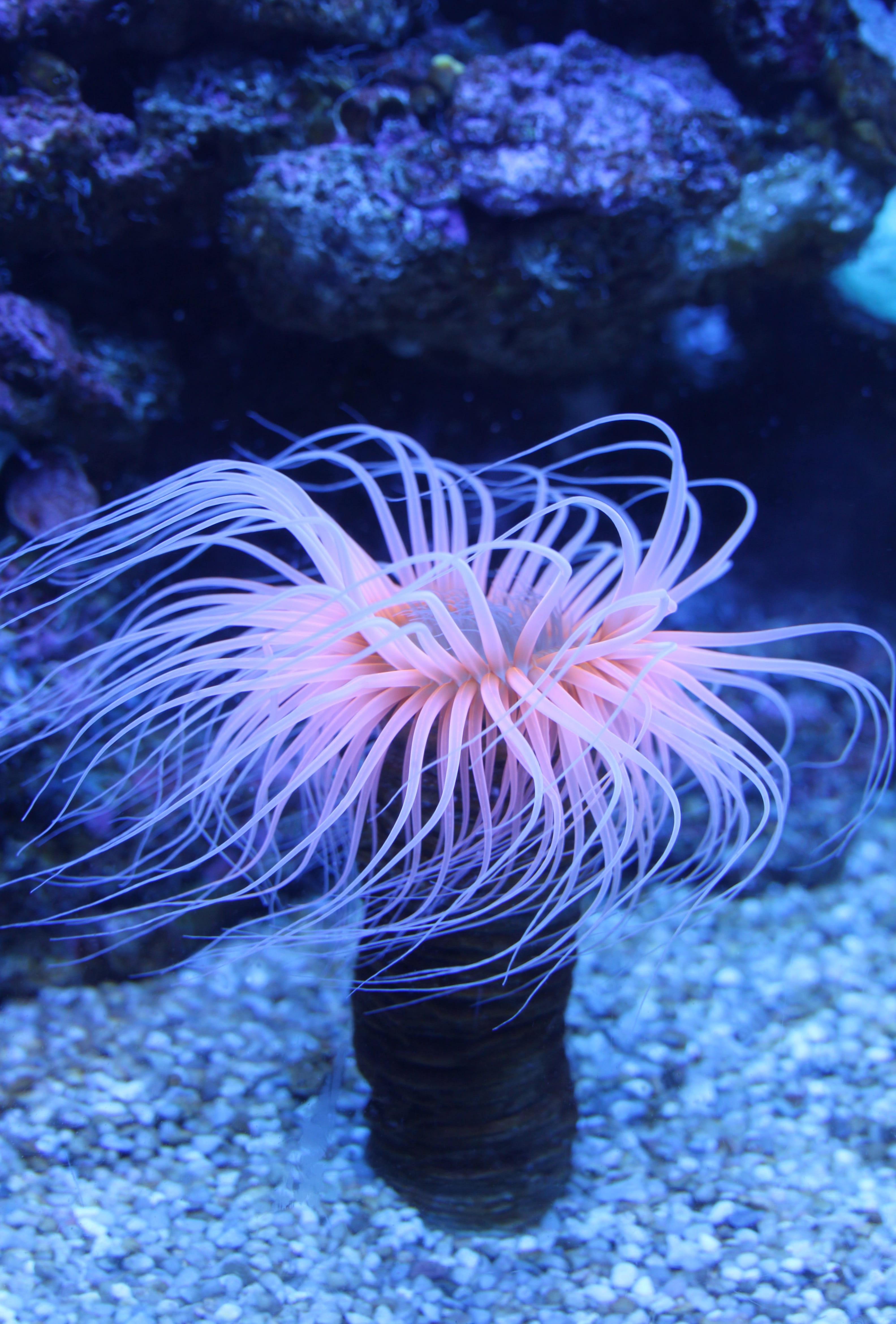 beauty in nature, invertebrate, one animal, animal themes, nature, sea, sea anemone, 4K, seenelken, water, cnidarian, animals in the wild, sea life, Sea Anemones, Phone HD Wallpaper