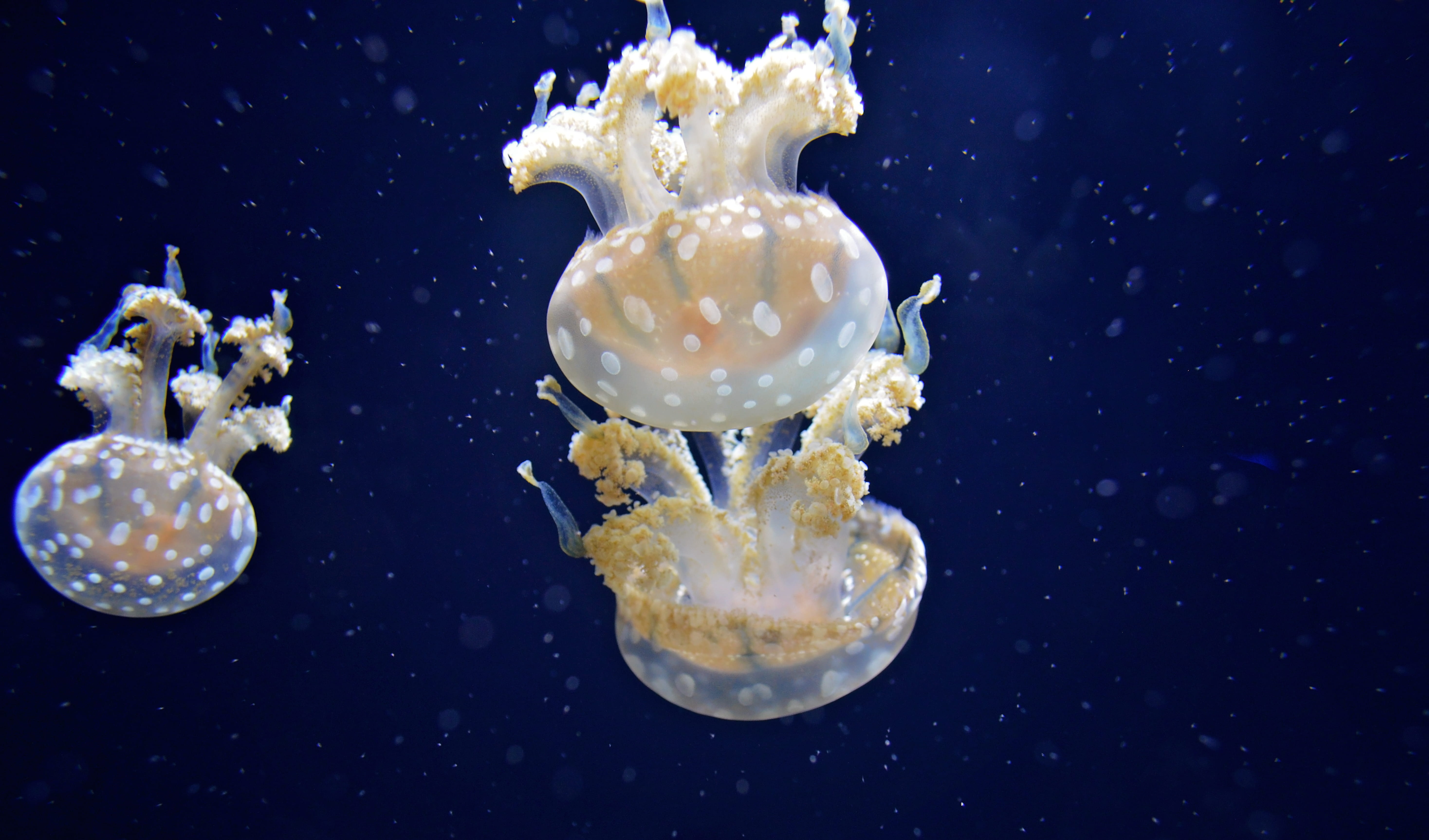 cnidarian, beauty in nature, blue background, yellow, two, one animal, outdoors, close-up, animals in the wild, white, animal wildlife, blue, tentacle, HD Wallpaper
